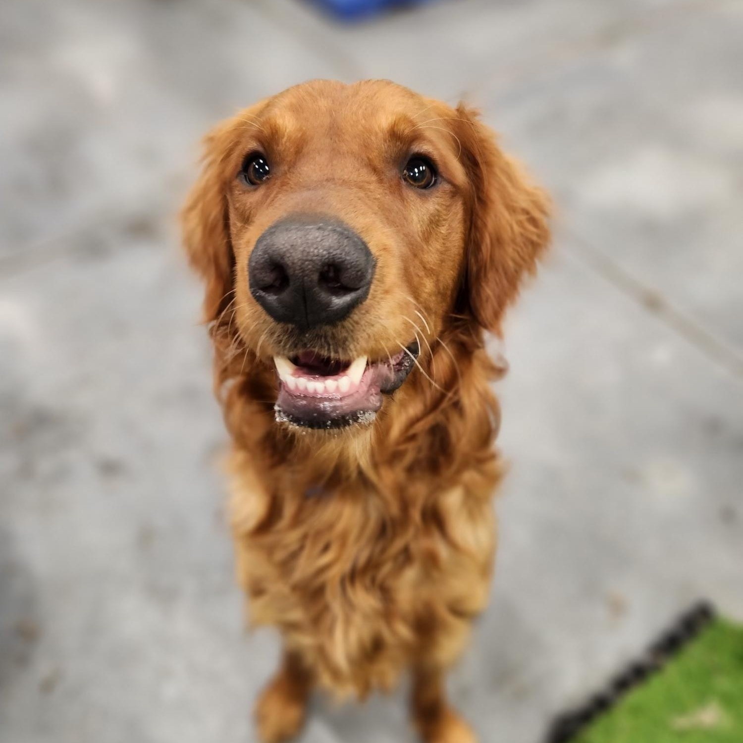 Murphy, adopted, Adult Male Golden Retriever.