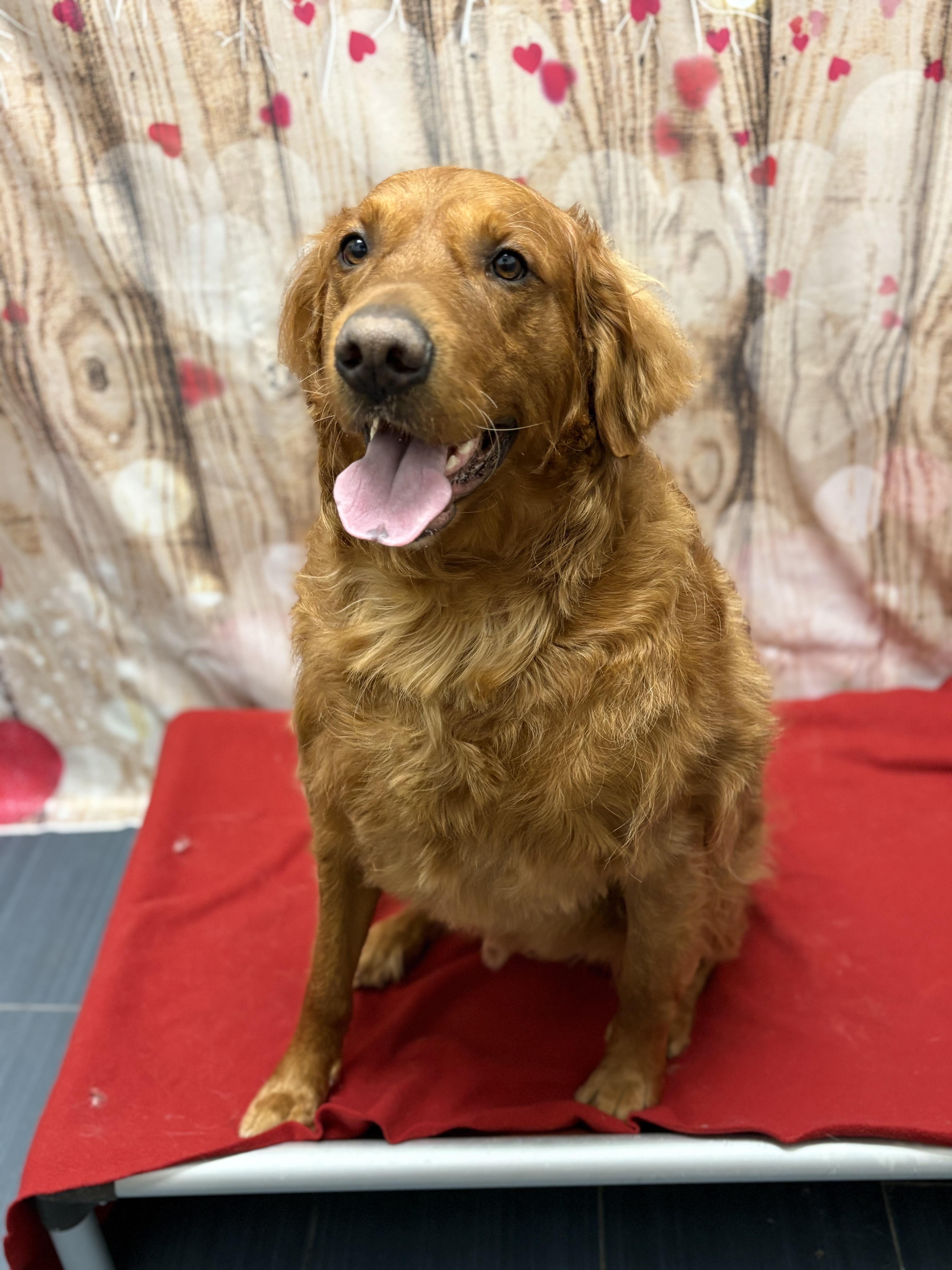 Enlarge Murphy, an adopted Golden Retriever in West Valley, UT image 4/5