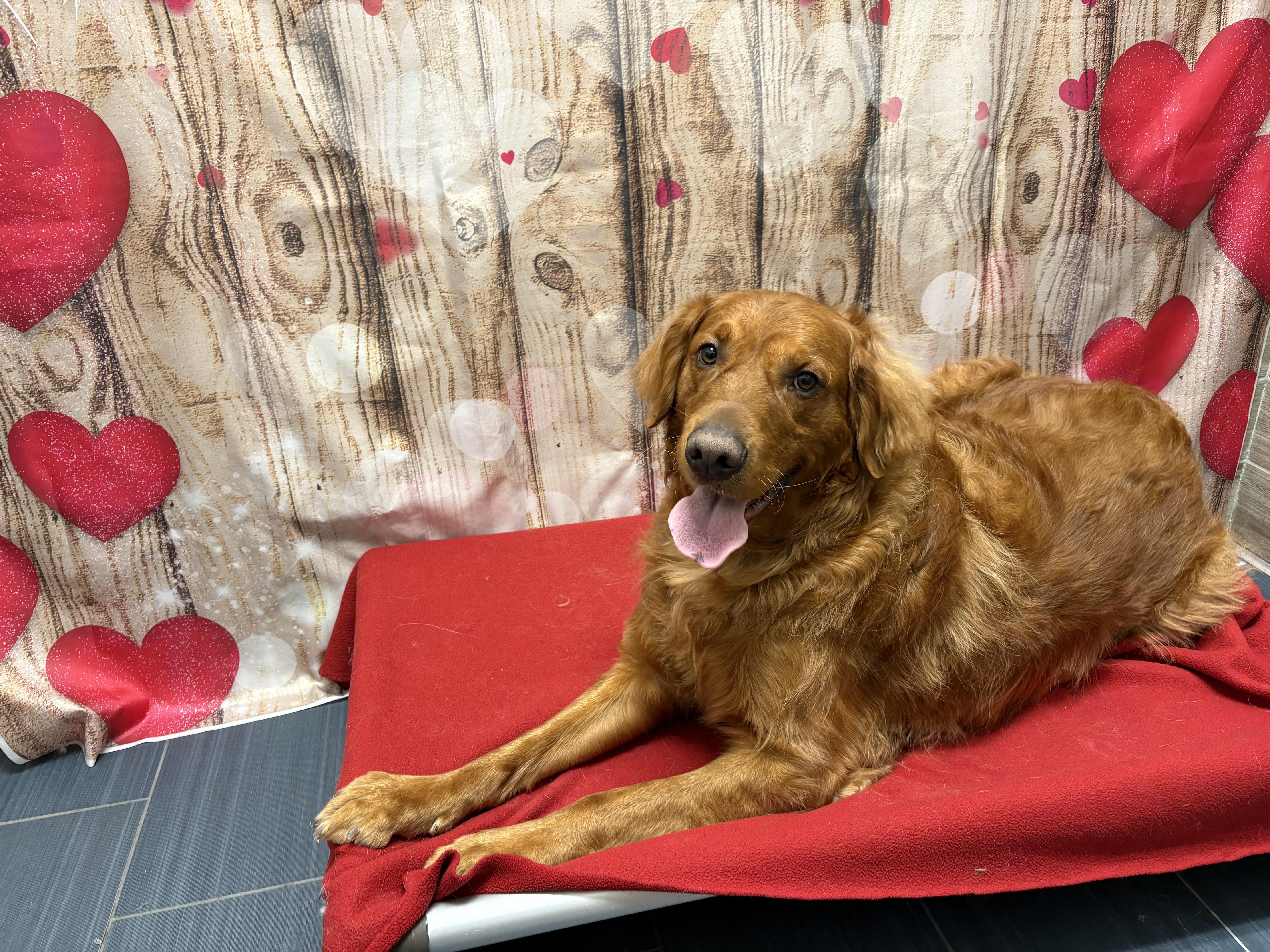 Enlarge Murphy, an adopted Golden Retriever in West Valley, UT image 5/5