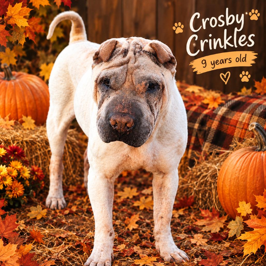 Crosby Crinkles 4427, Adoptable, Senior Male Shar-Pei & None.