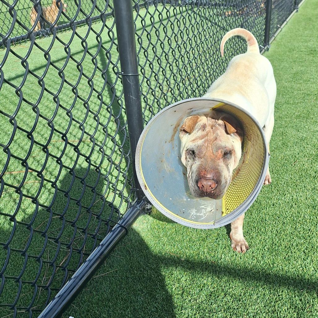 Crosby Crinkles 4427, Adoptable, Senior Male Shar-Pei & None.