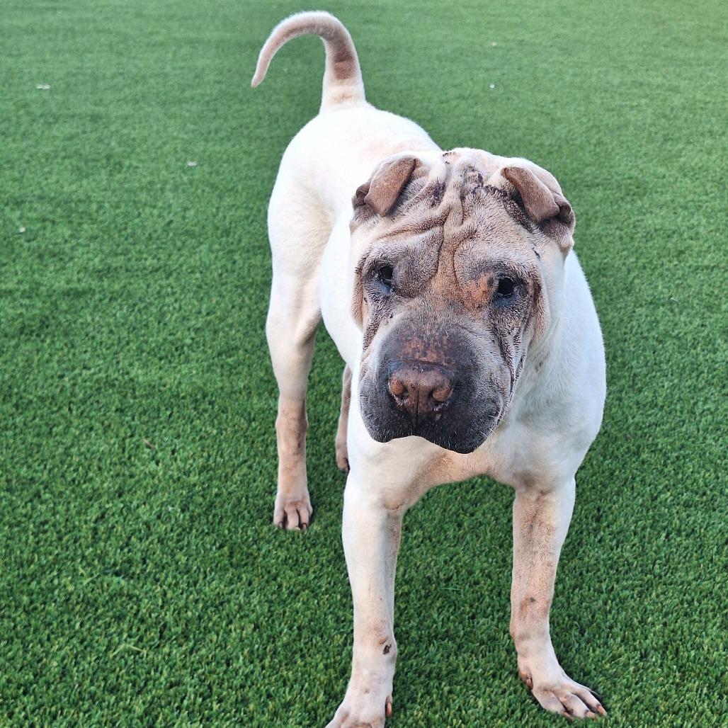 Enlarge Crosby Crinkles 4427, a Adoptable Shar-Pei in LOXAHATCHEE, FL image 2/2