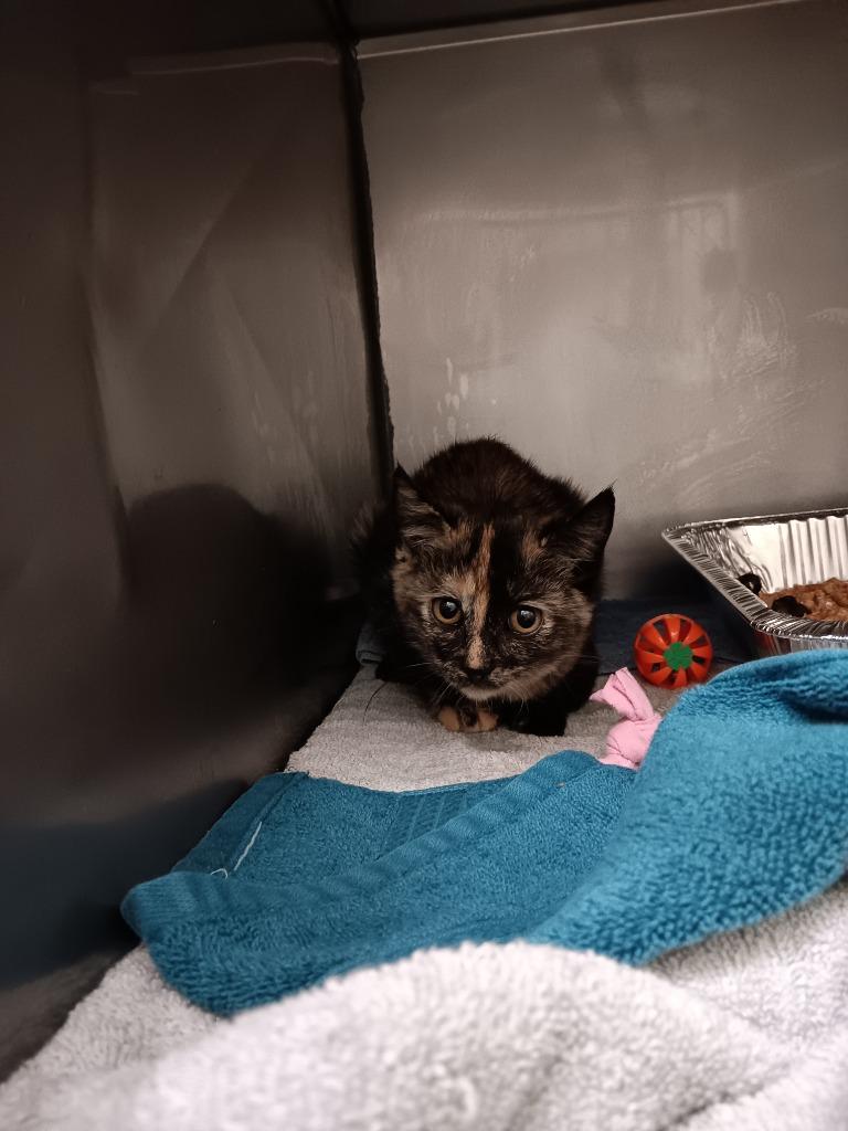 Enlarge Das Kyoot, a Adoptable mixed breed in New Braunfels, TX image 1/3