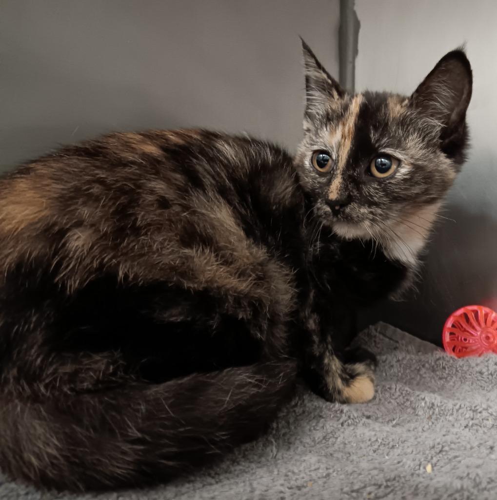 Enlarge Das Kyoot, a Adoptable mixed breed in New Braunfels, TX image 2/3