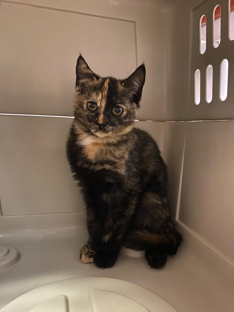 Enlarge Das Kyoot, a Adoptable mixed breed in New Braunfels, TX image 3/3