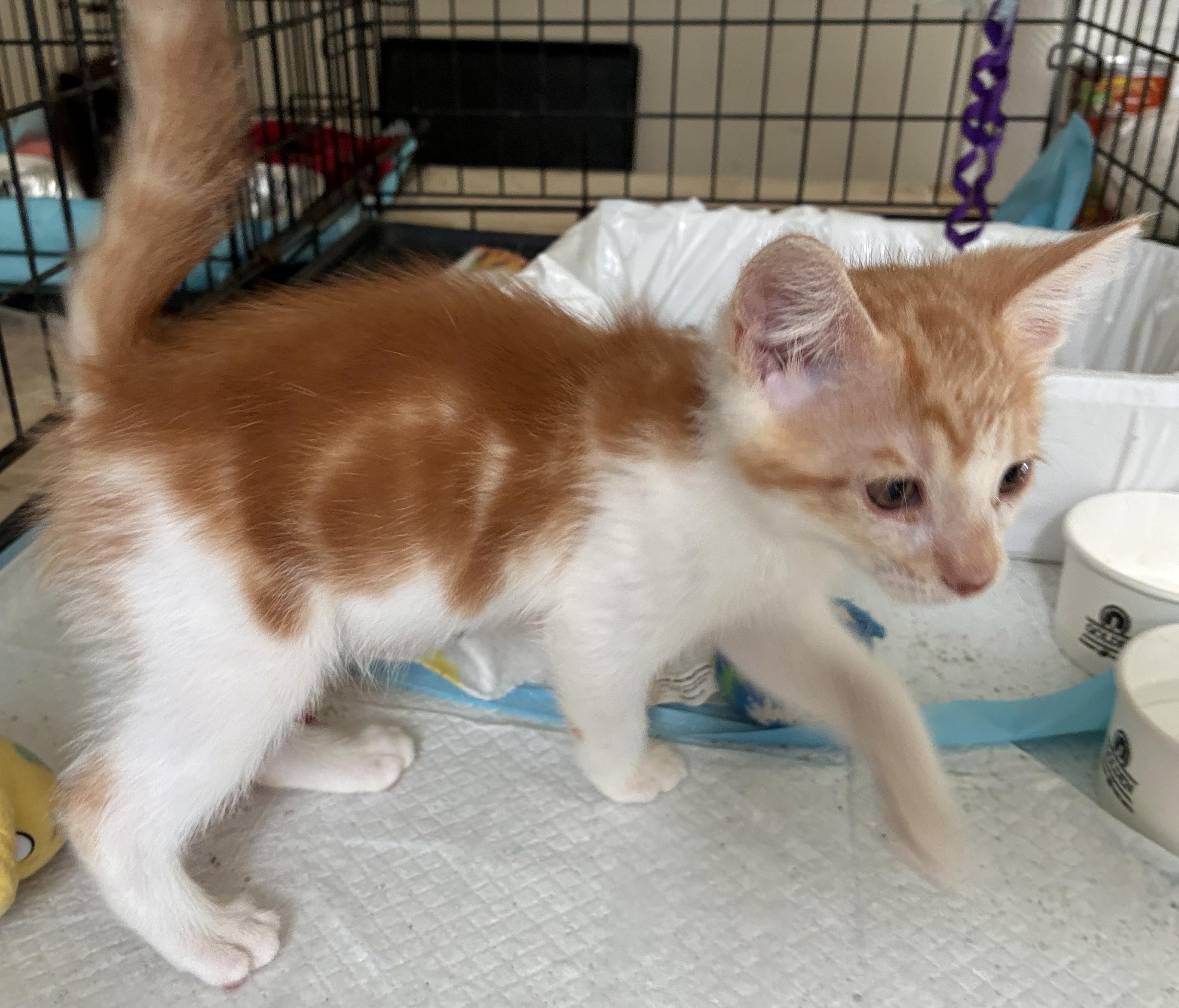 Duncan, Adoptable, Kitten Male Domestic Short Hair & Tabby.