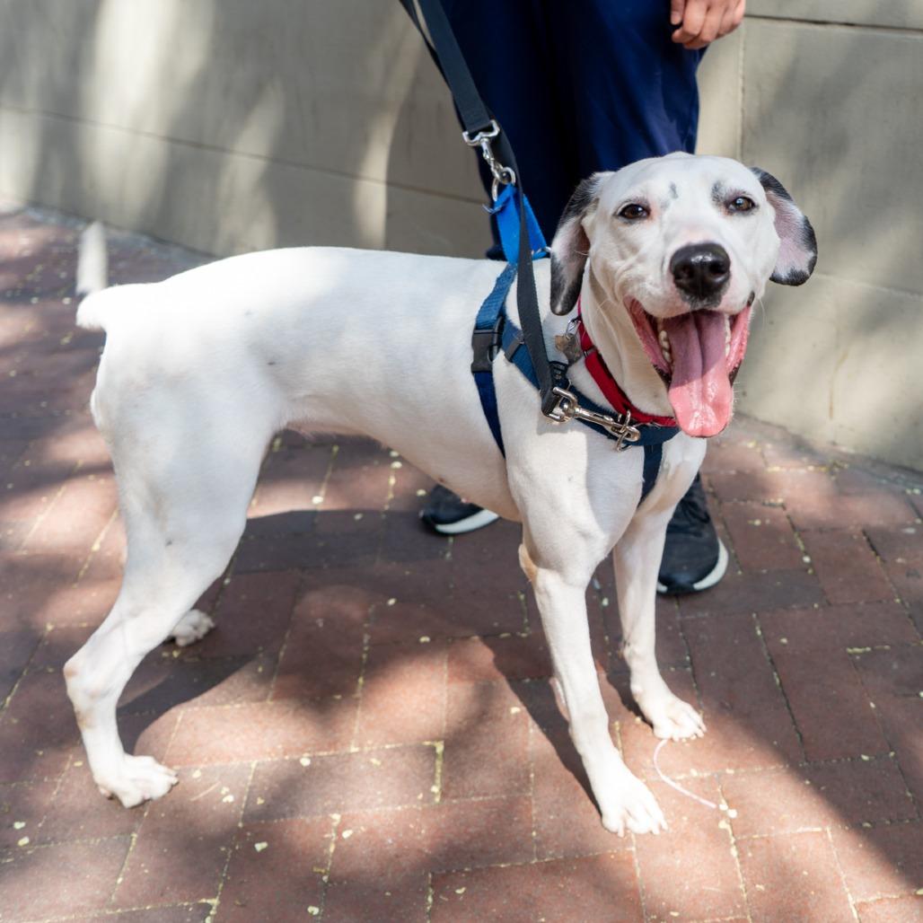 Nieve, Adoptable, Adult Female Dalmatian.