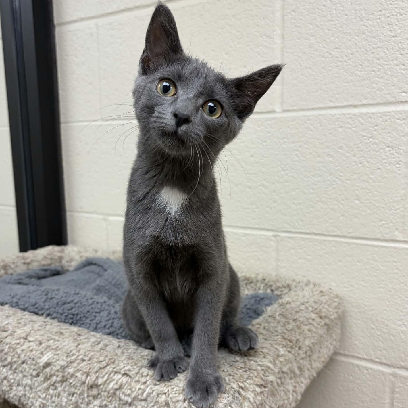 Enlarge Strawberry, a ADOPTABLE Domestic Short Hair in Valparaiso, IN image 1/1