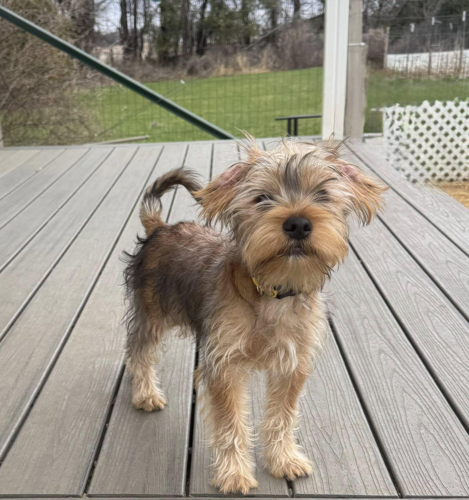 Enlarge Sherlock, an adopted mixed breed in Decorah, IA image 2/3