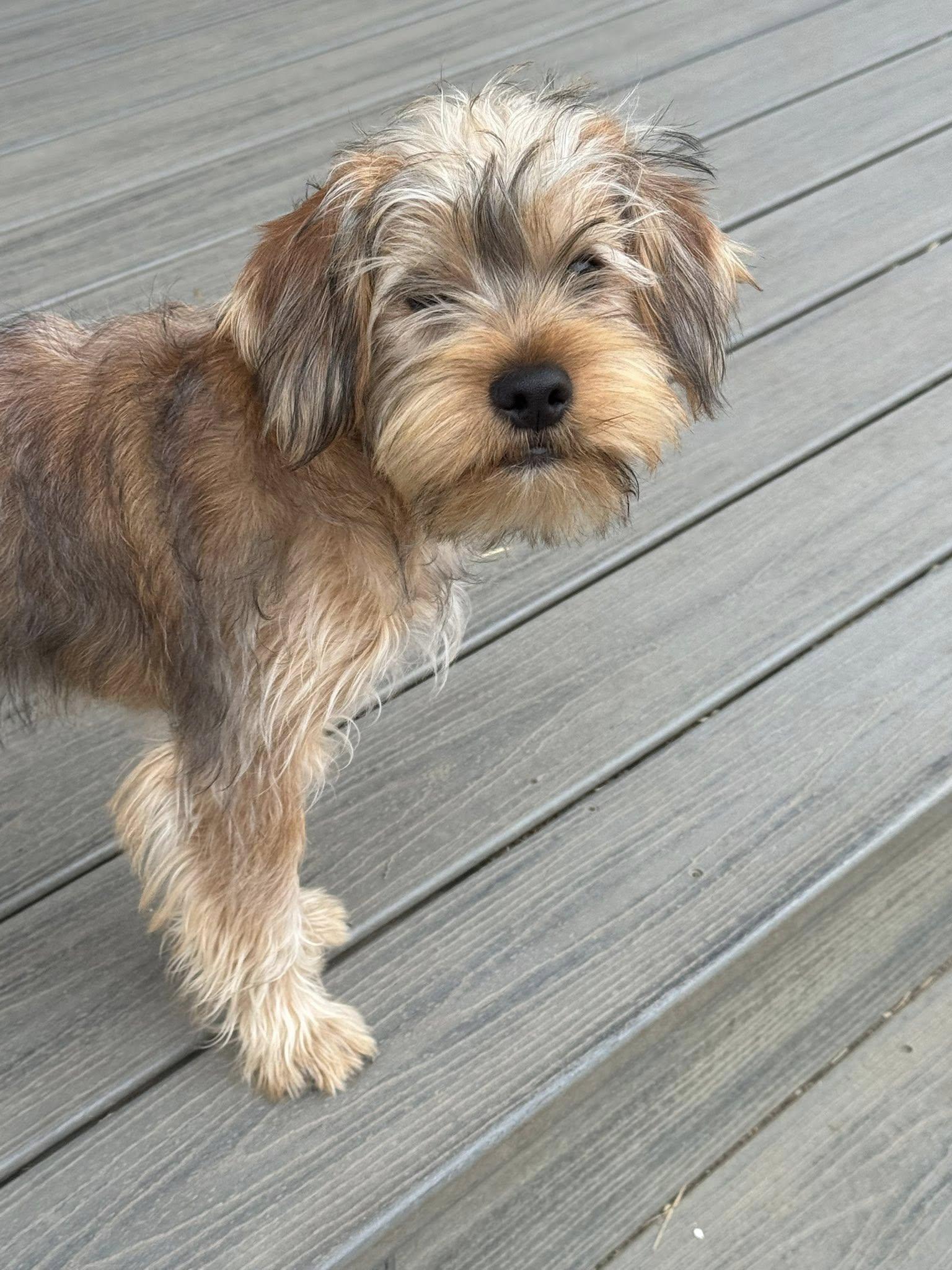 Enlarge Sherlock, an adopted mixed breed in Decorah, IA image 3/3