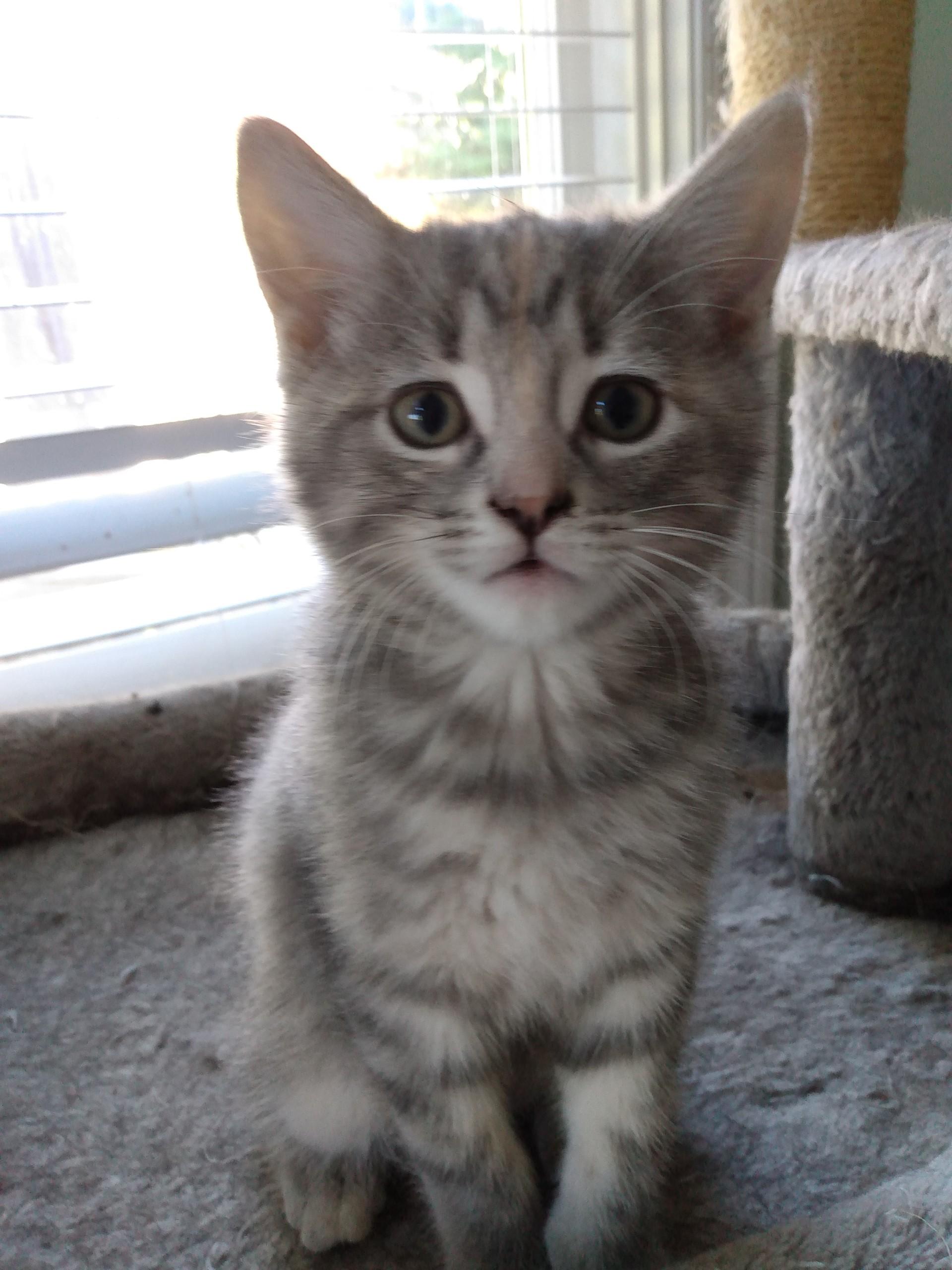 Enlarge HAVANA, a Adoptable Tabby in Niagara on the Lake, ON image 1/1