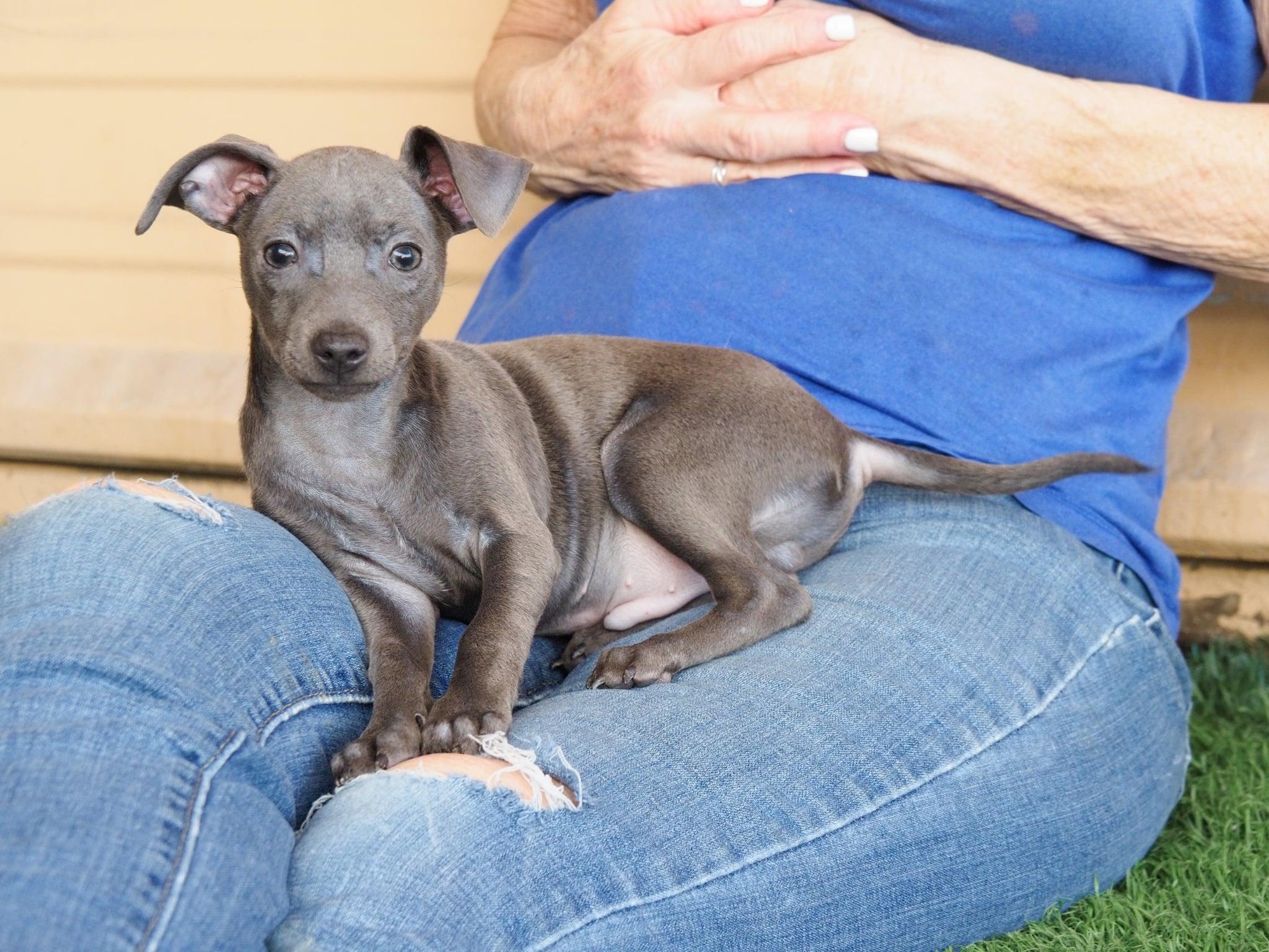 Enlarge Malcolm, an adopted mixed breed in PHOENIX, AZ image 6/6