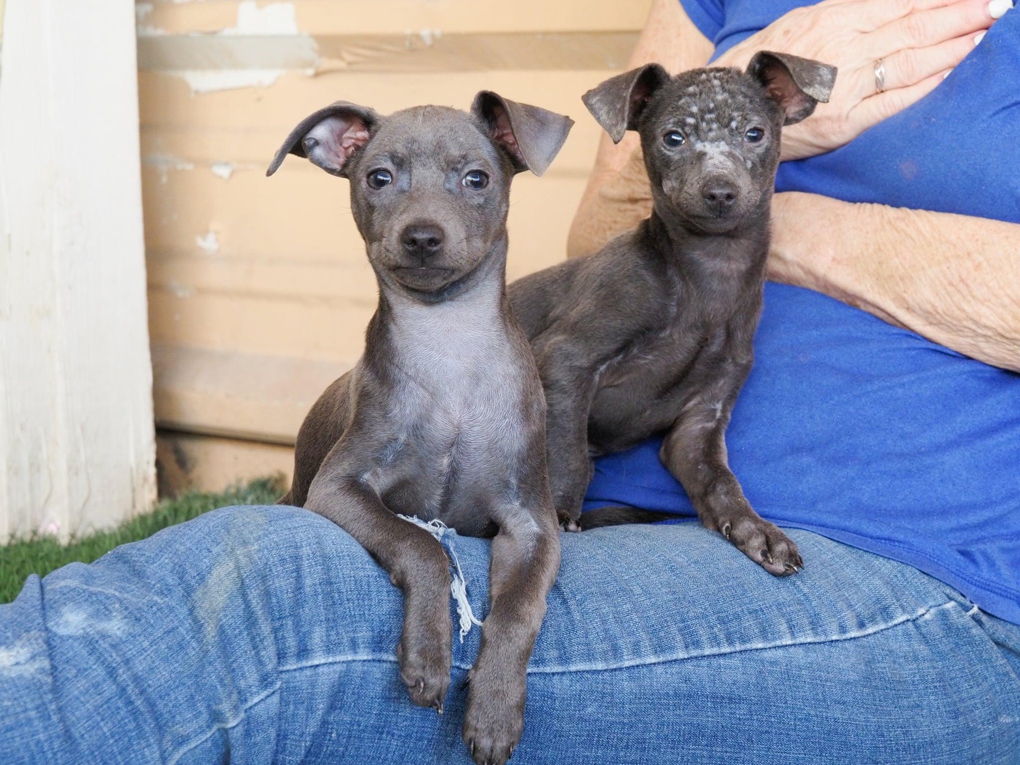 Enlarge Malcolm, an adopted mixed breed in PHOENIX, AZ image 2/6