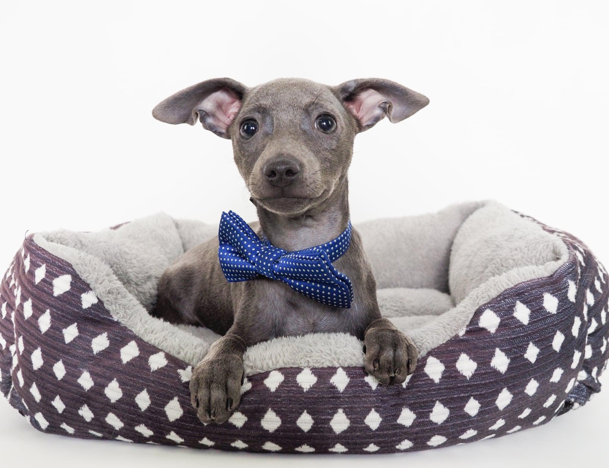 Malcolm, adopted, Puppy Male Chihuahua.