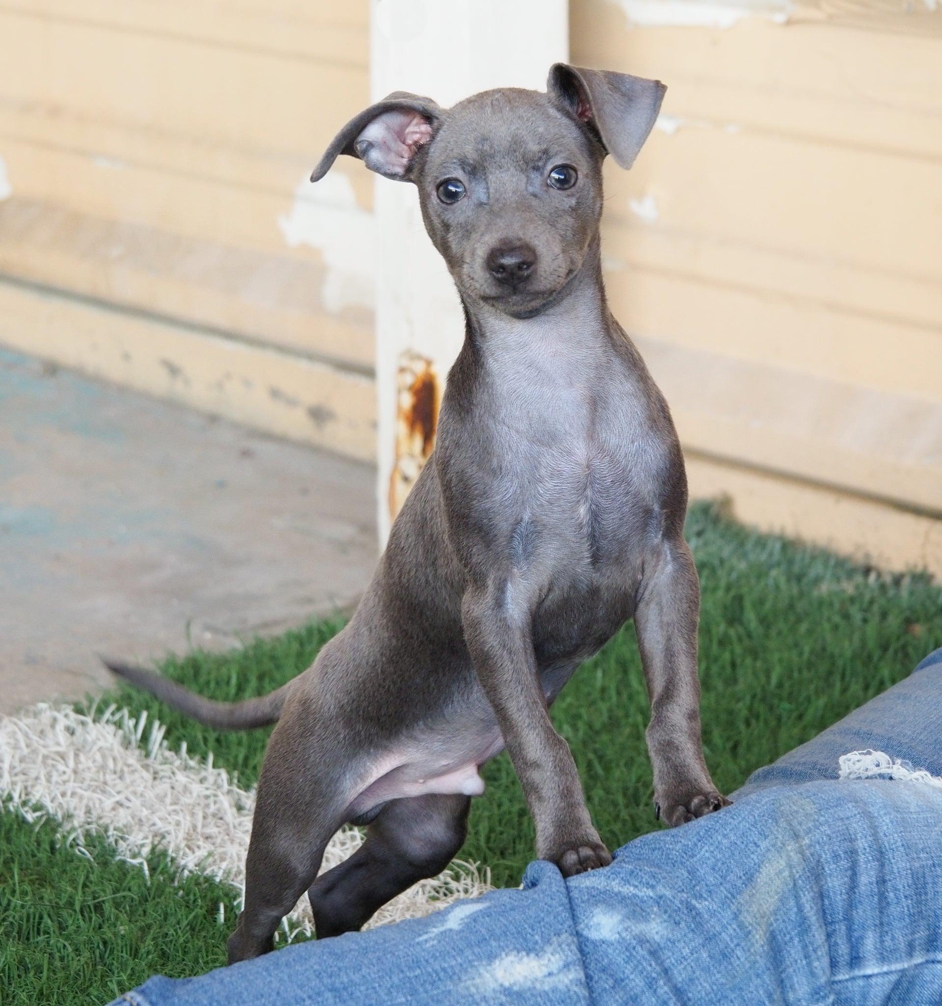 Enlarge Malcolm, an adopted mixed breed in PHOENIX, AZ image 5/6