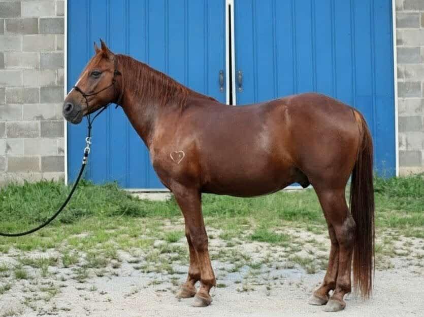 Enlarge Champ ATFO 2026 Platinum Candidate, a Adoptable Grade in Huntington, WV image 4/6