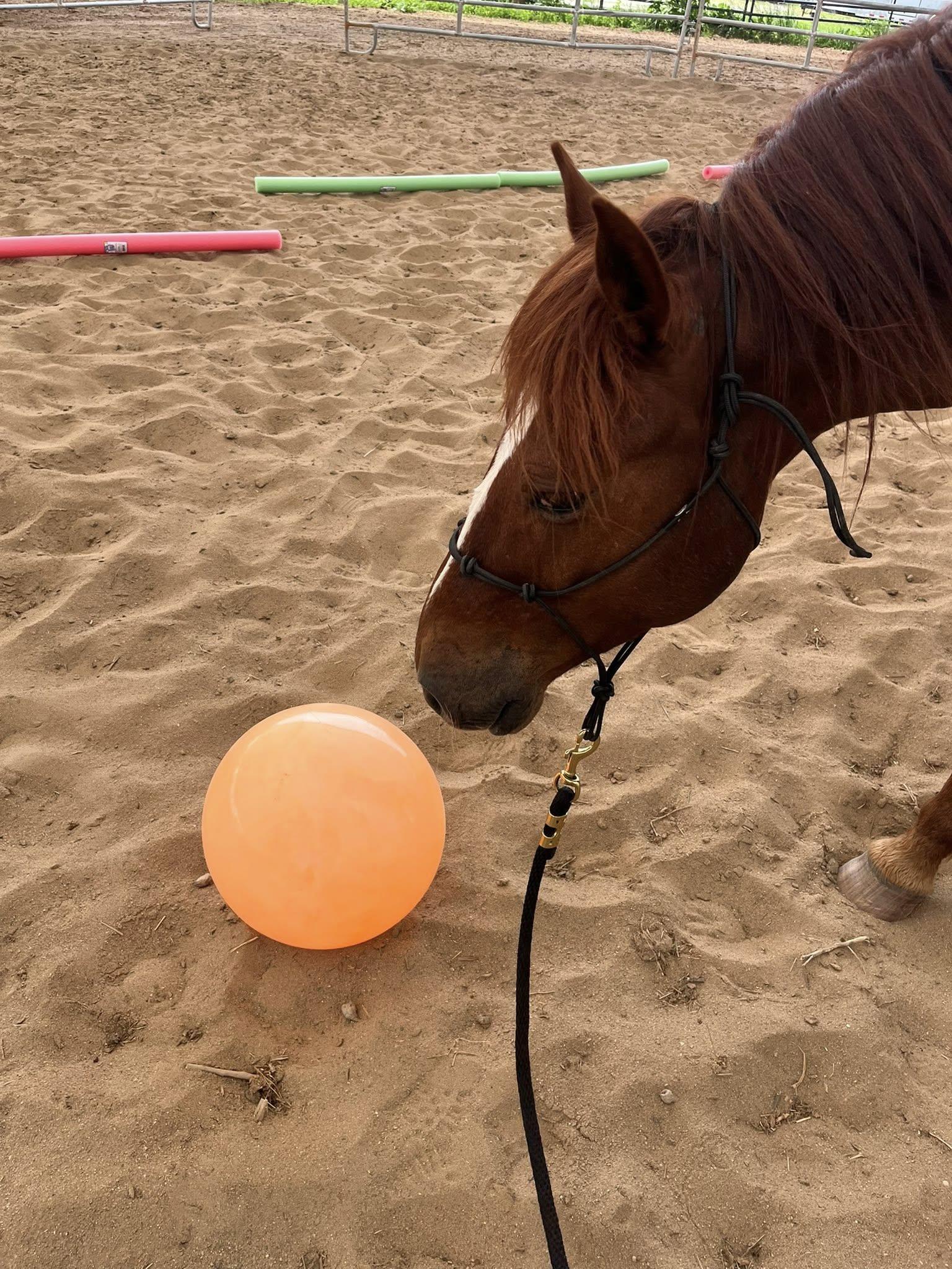 Enlarge Champ ATFO 2026 Platinum Candidate, a Adoptable Grade in Huntington, WV image 5/6