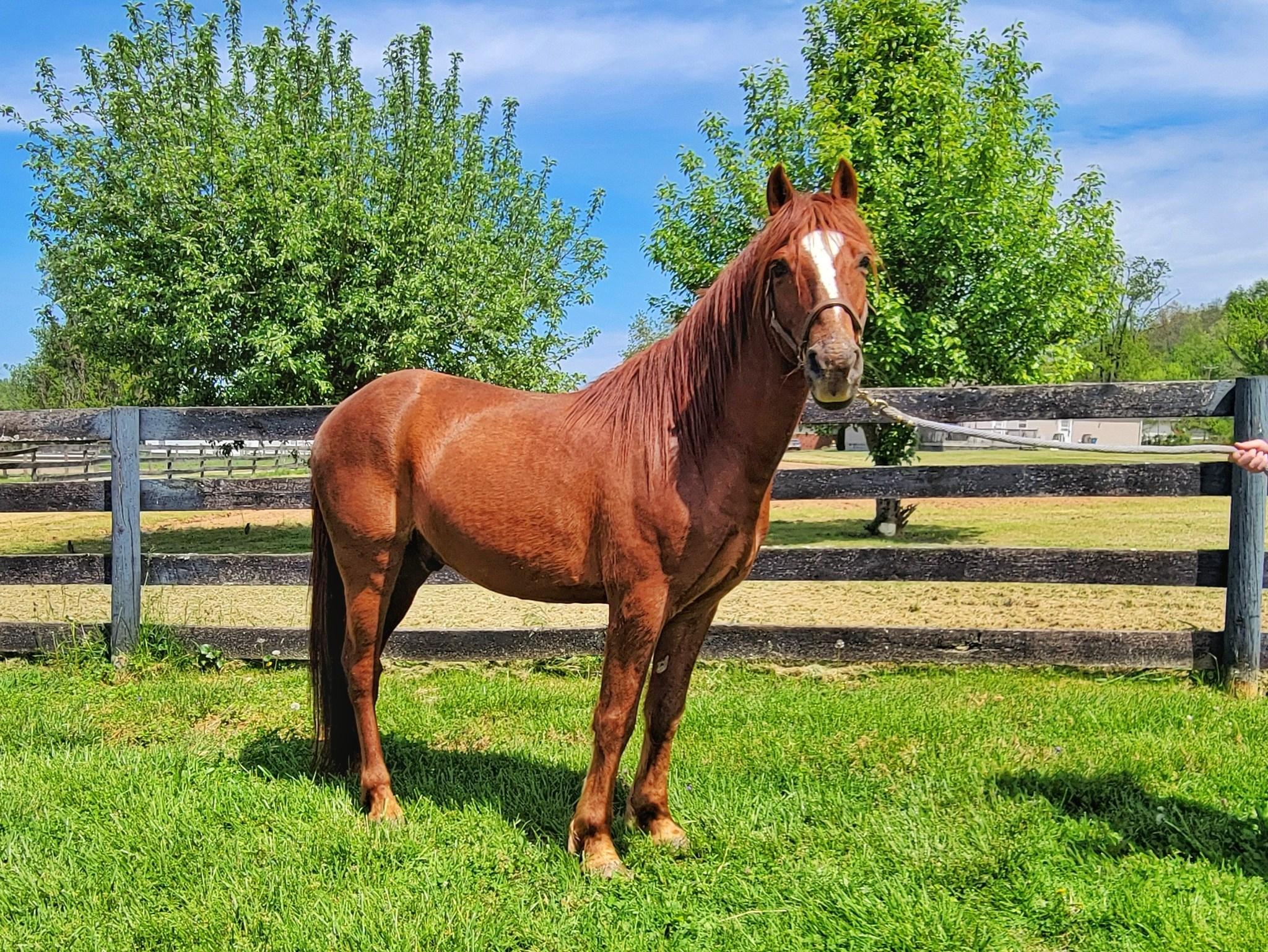Champ - ATFO 2025 Platinum Division, Adult Male unknown