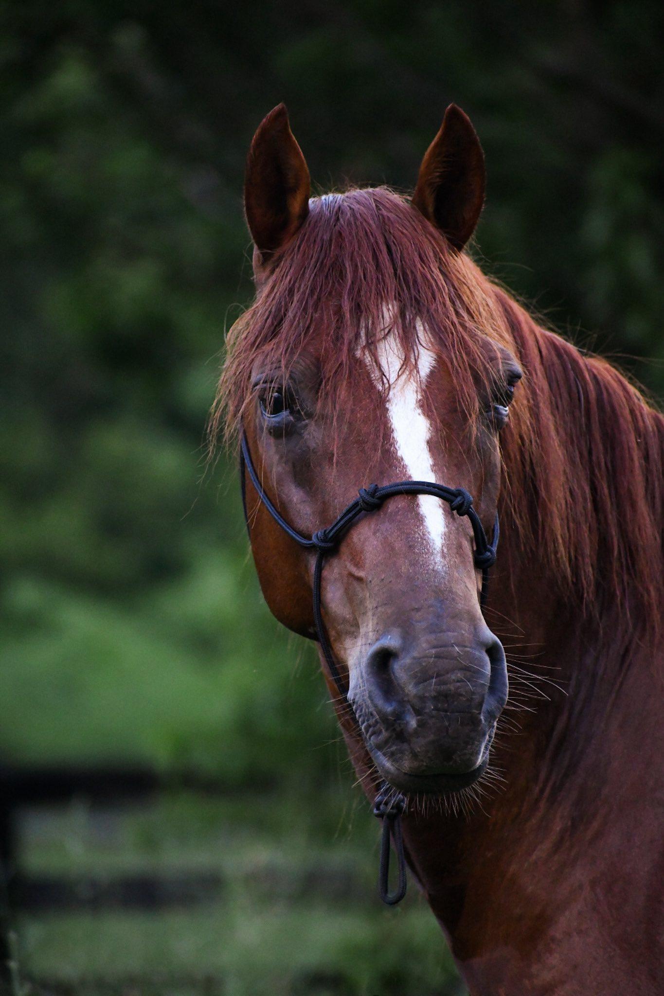 Enlarge Champ ATFO 2026 Platinum Candidate, a Adoptable Grade in Huntington, WV image 3/6