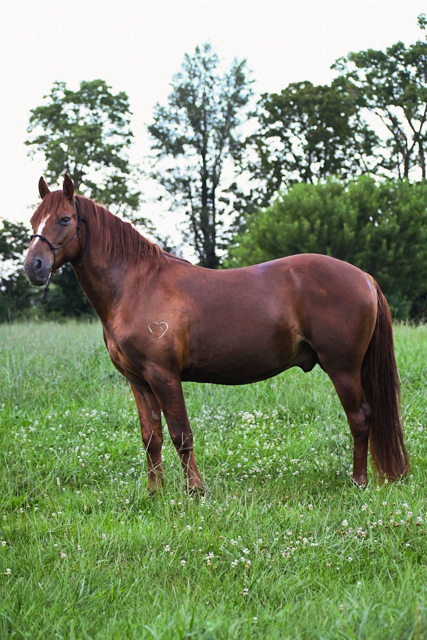 Enlarge Champ ATFO 2026 Platinum Candidate, a Adoptable Grade in Huntington, WV image 1/6