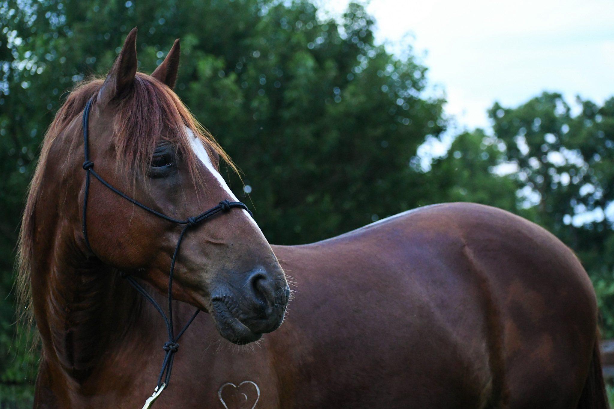 Enlarge Champ ATFO 2026 Platinum Candidate, a Adoptable Grade in Huntington, WV image 2/6