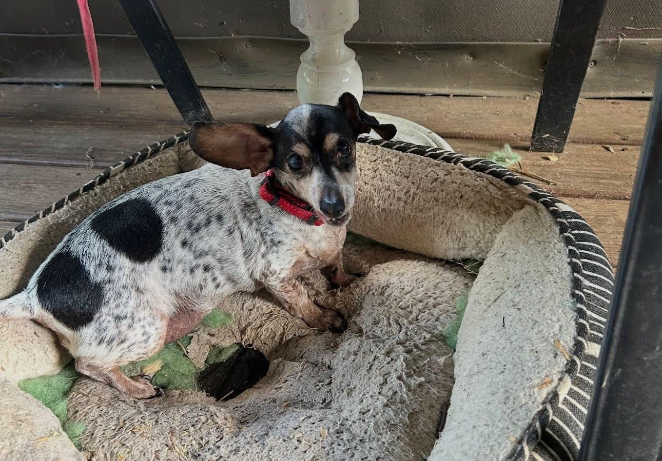 FRED, Adoptable, Senior Male Dachshund.