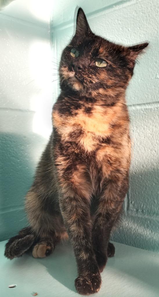 Enlarge Nyla Harpurr, a Adoptable mixed breed in Hamilton, OH image 1/3