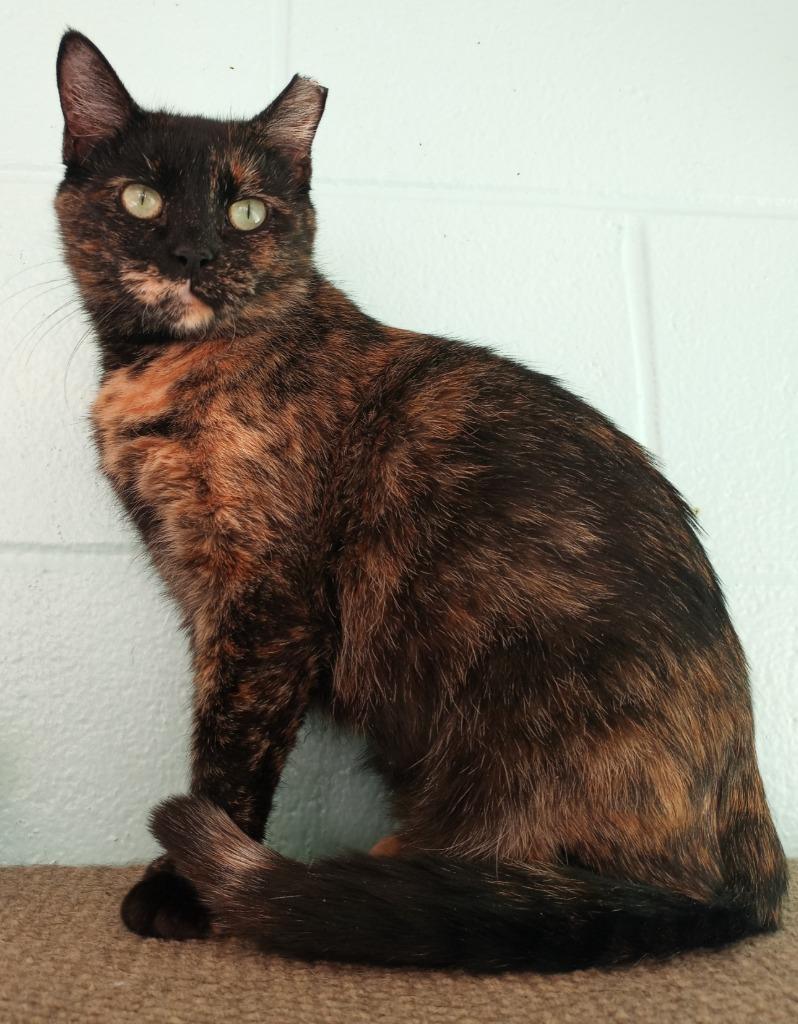 Enlarge Nyla Harpurr, a Adoptable mixed breed in Hamilton, OH image 2/3