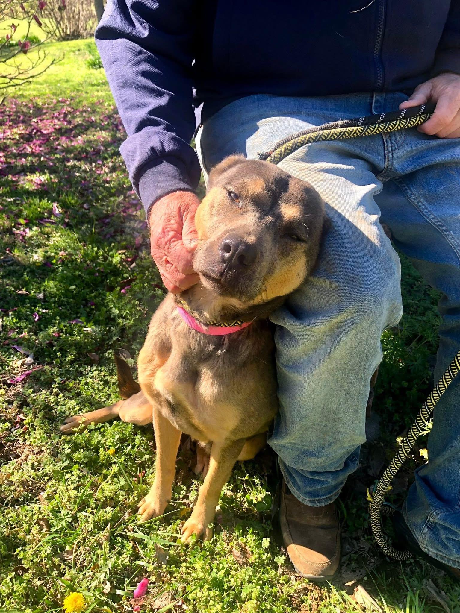 Enlarge Molly, a ADOPTABLE mixed breed in Covington, TN image 5/5
