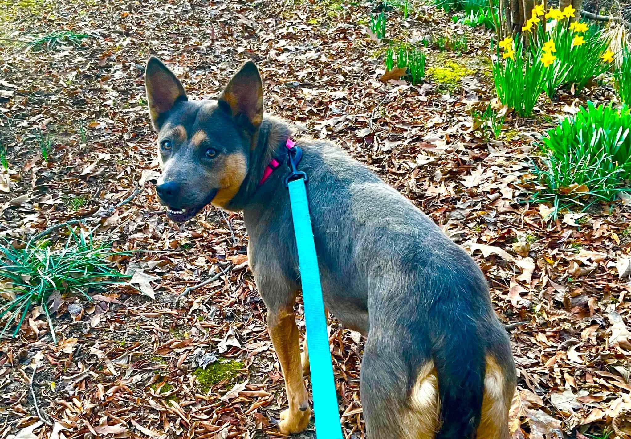 Enlarge Molly, a ADOPTABLE mixed breed in Covington, TN image 1/5