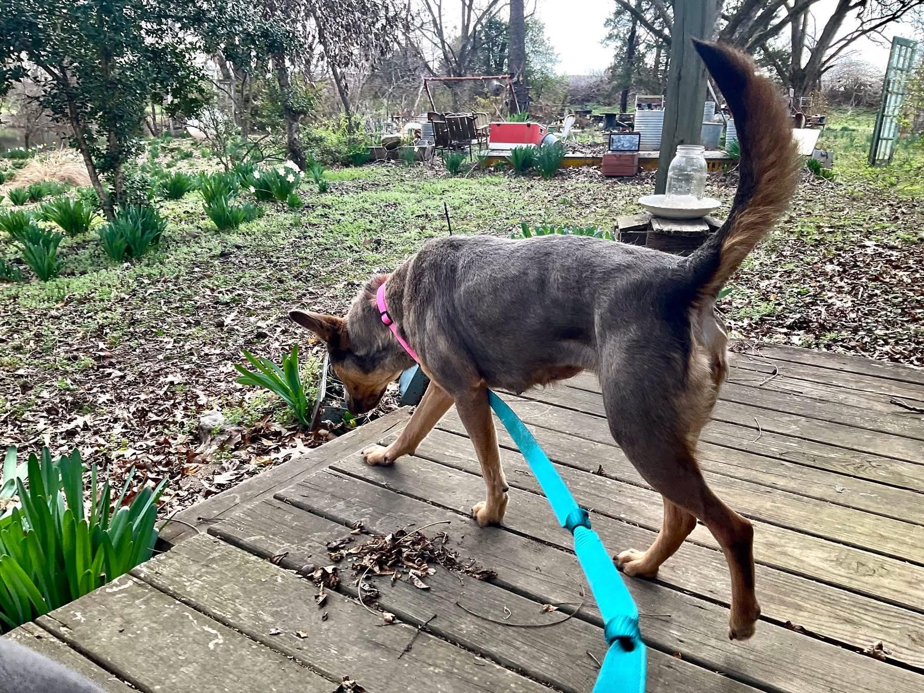 Enlarge Molly, a ADOPTABLE mixed breed in Covington, TN image 2/5