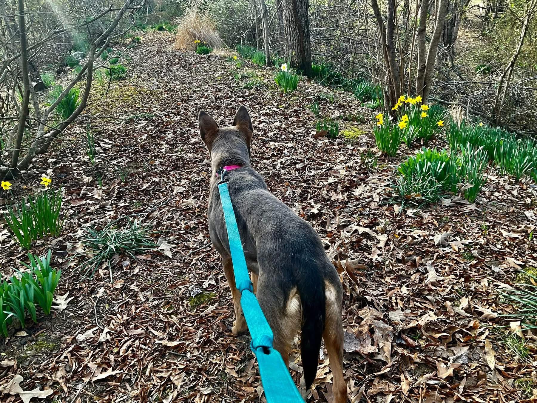 Enlarge Molly, a ADOPTABLE mixed breed in Covington, TN image 4/5