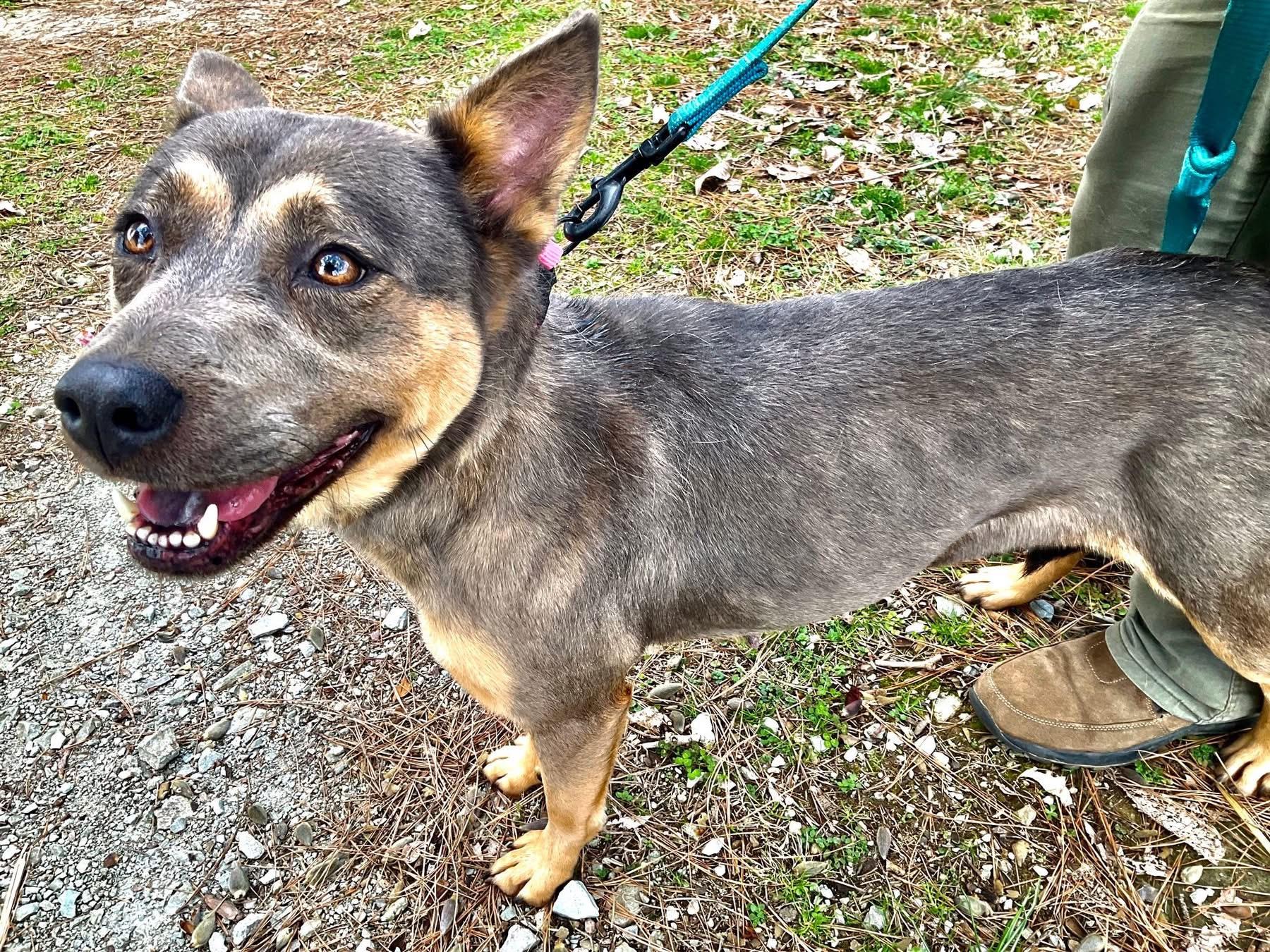 Enlarge Molly, a ADOPTABLE mixed breed in Covington, TN image 3/5
