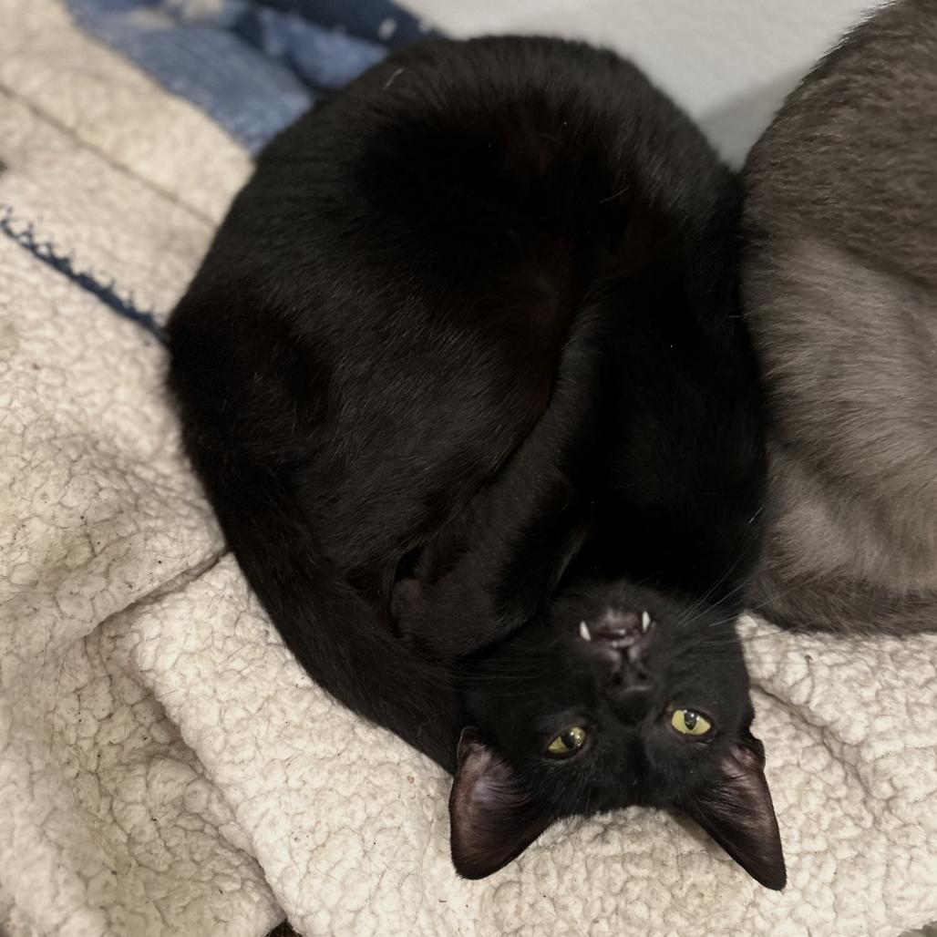 Luna — thumbnail 2