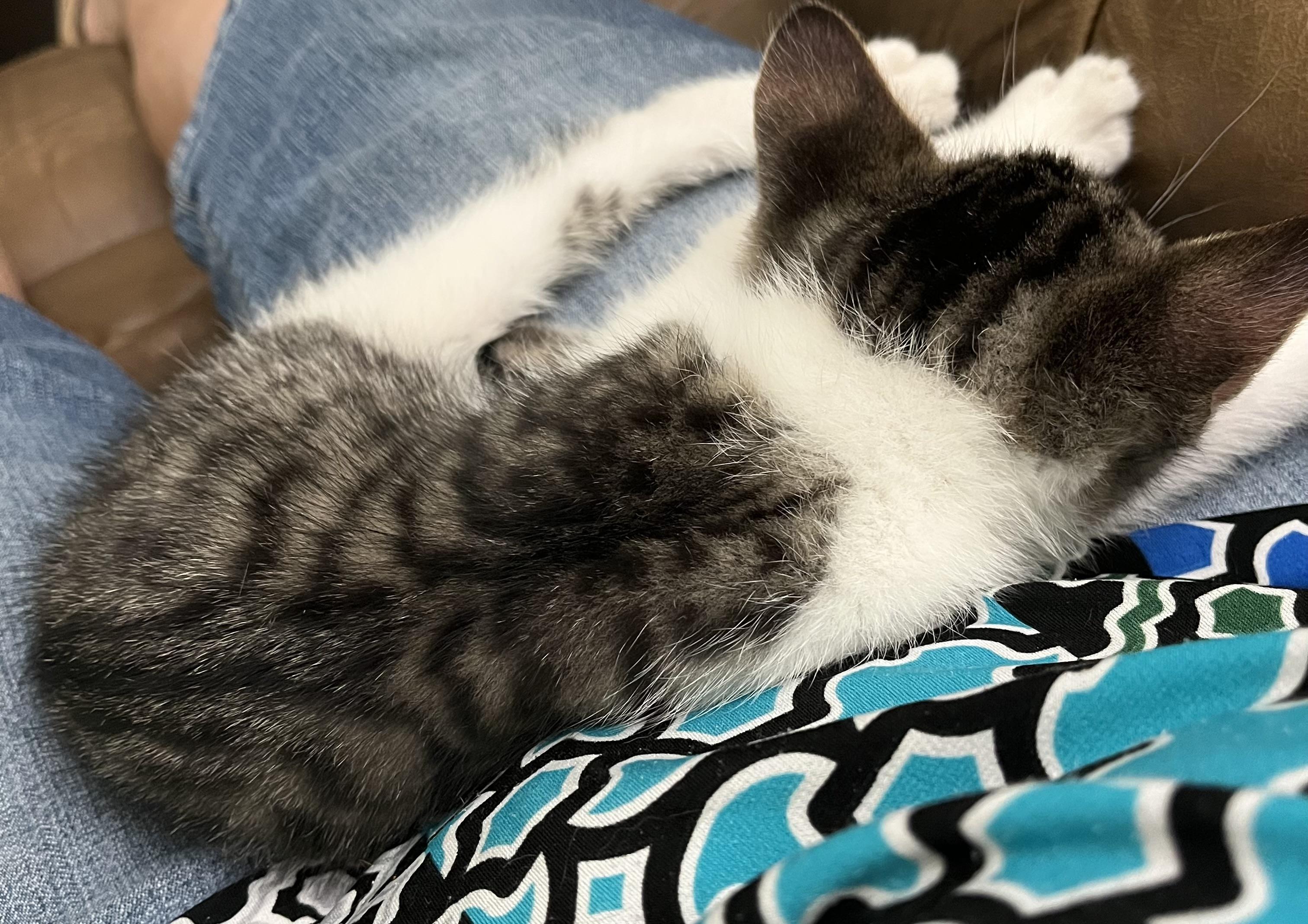 Dallas, Adopted, Kitten Male Domestic Short Hair.