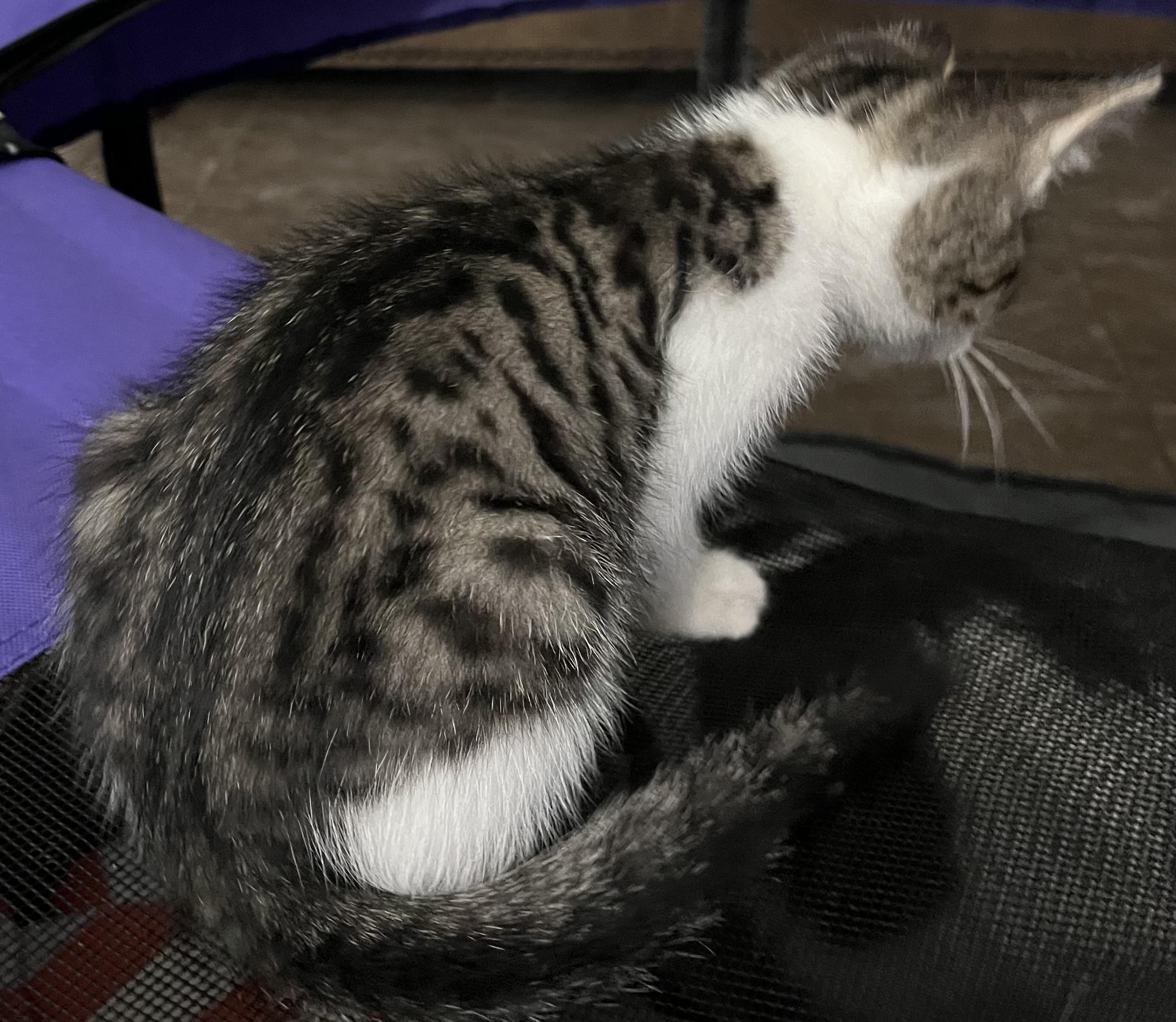 Enlarge Dallas, a Adopted Domestic Short Hair in Ormond Beach, FL image 2/3