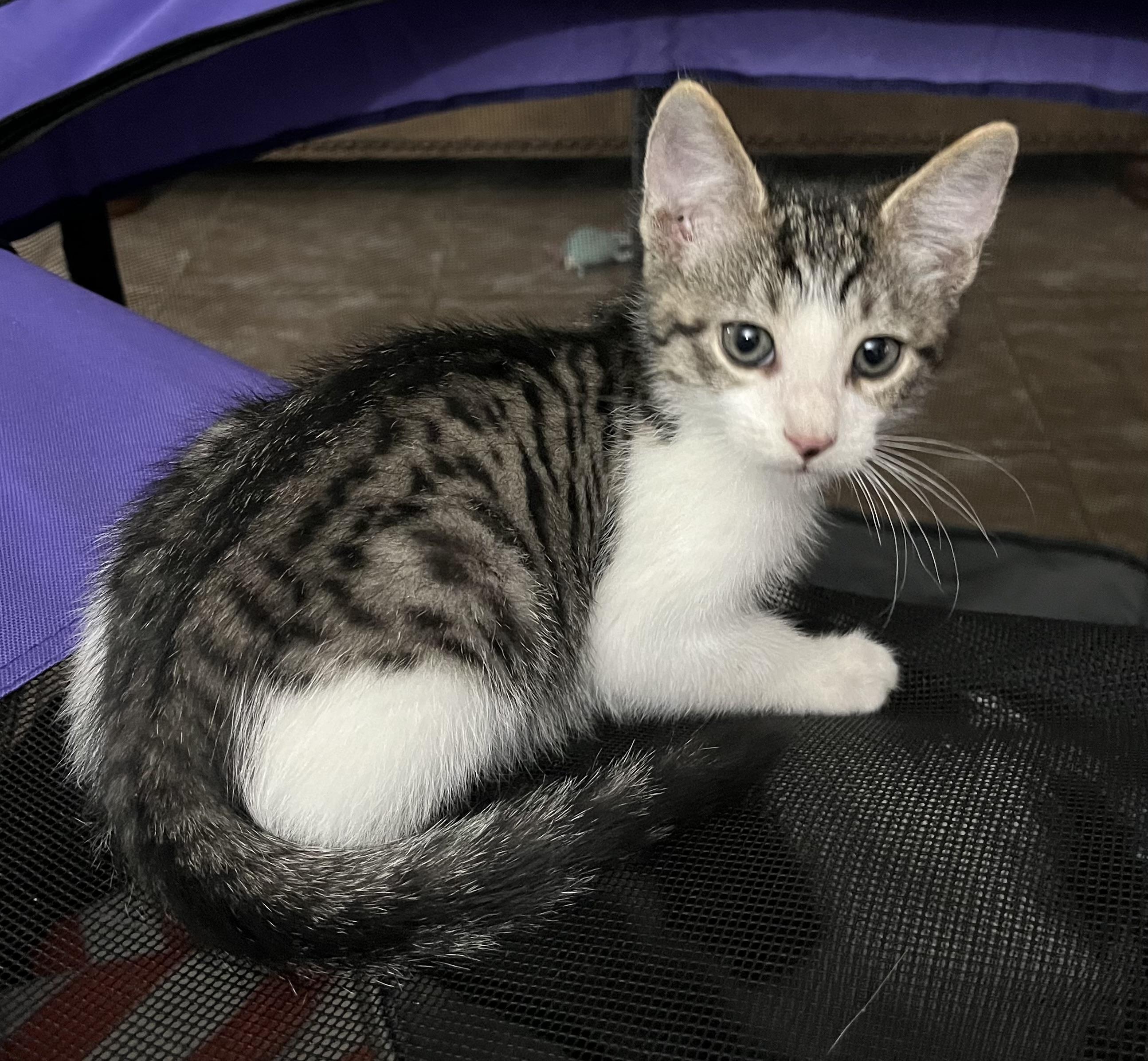 Enlarge Dallas, a Adopted Domestic Short Hair in Ormond Beach, FL image 3/3