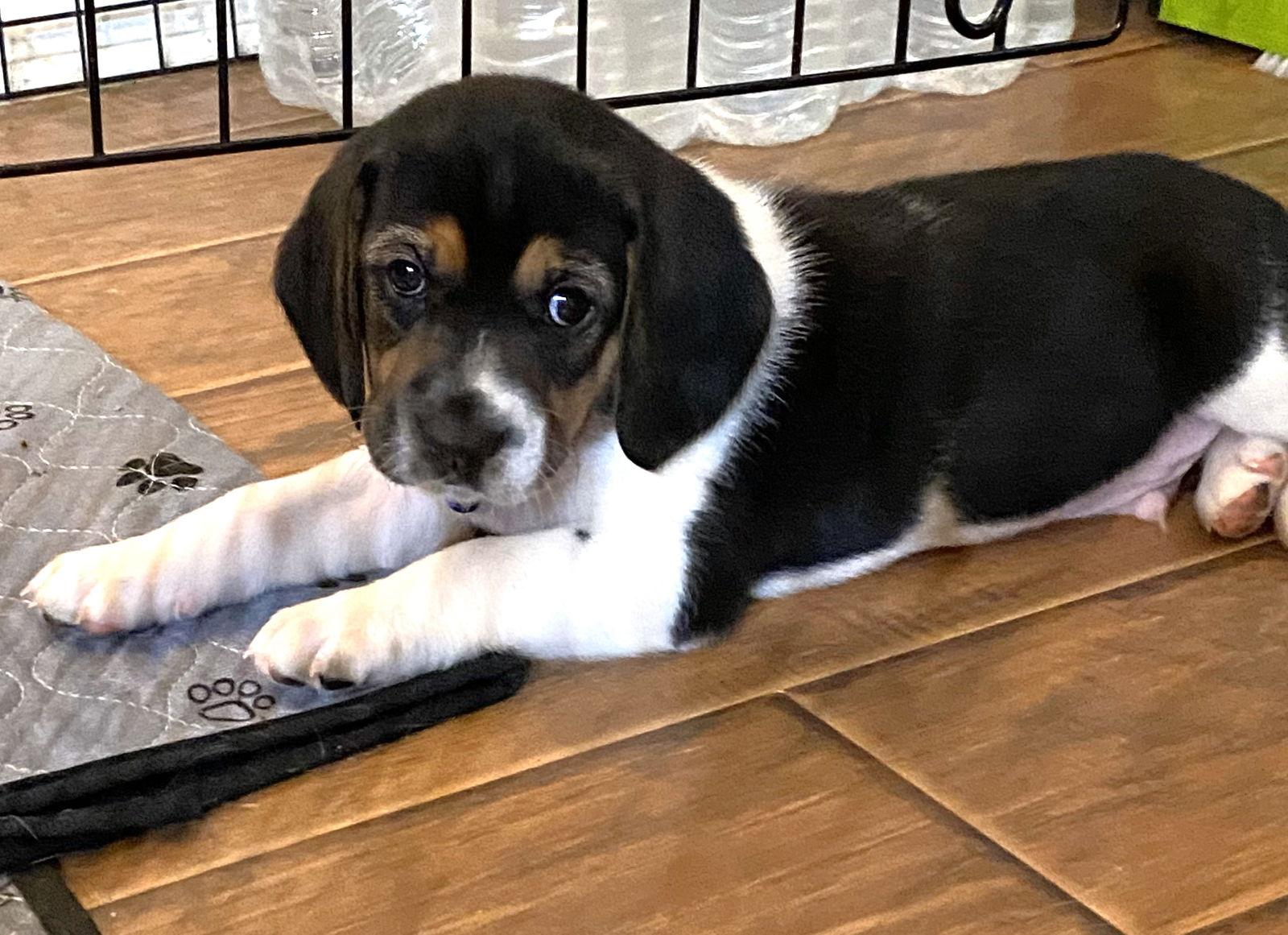 Enlarge Serafina's Puppy - Beebop, a Adopted Beagle in Dunnellon, FL image 1/3