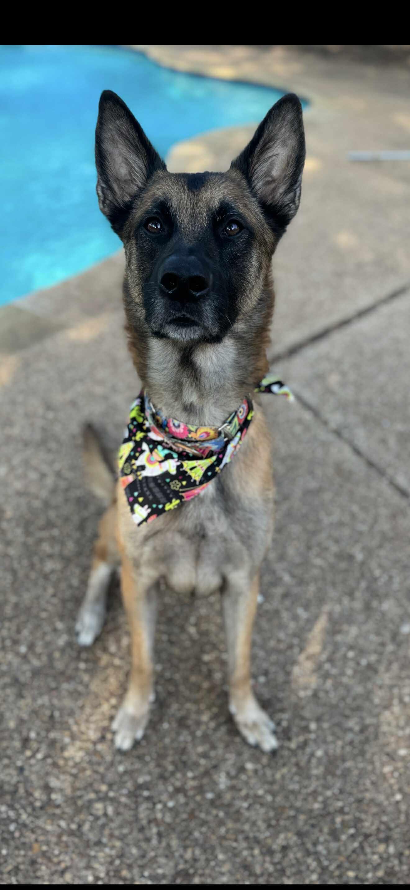 Moses, Adopted, Adult Male German Shepherd Dog.