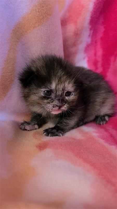 Enlarge Roma, a Adoptable mixed breed in Fayetteville, AR image 1/2