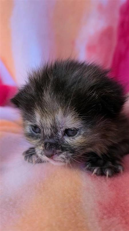 Enlarge Roma, a Adoptable mixed breed in Fayetteville, AR image 2/2