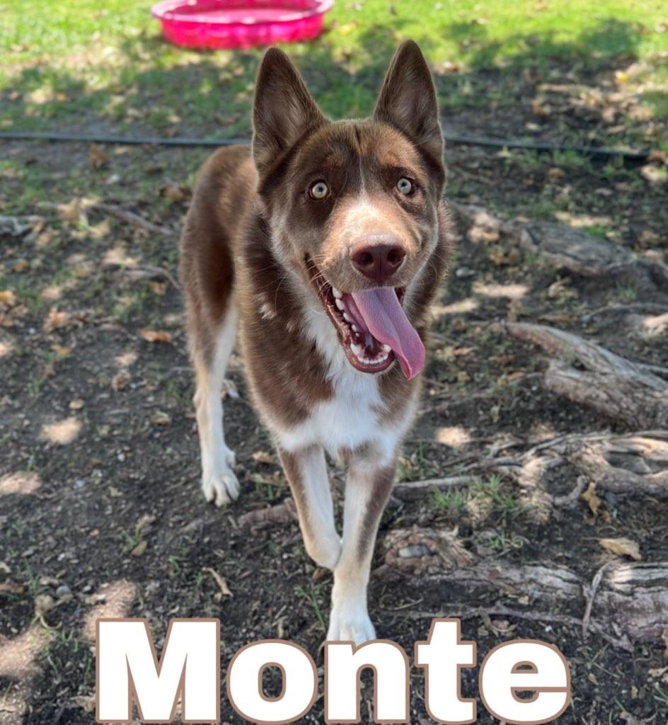Monte, Adopted, Adult Male Husky.
