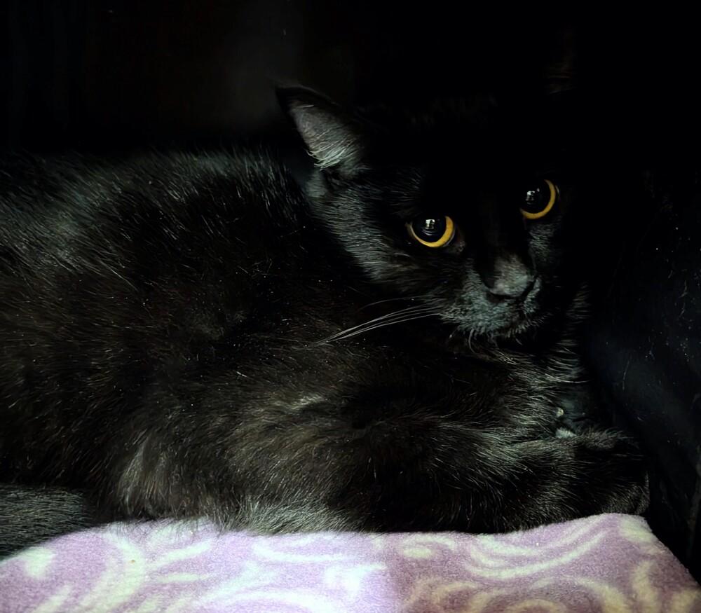 Russel, Adoptable, Kitten Male Domestic Short Hair.