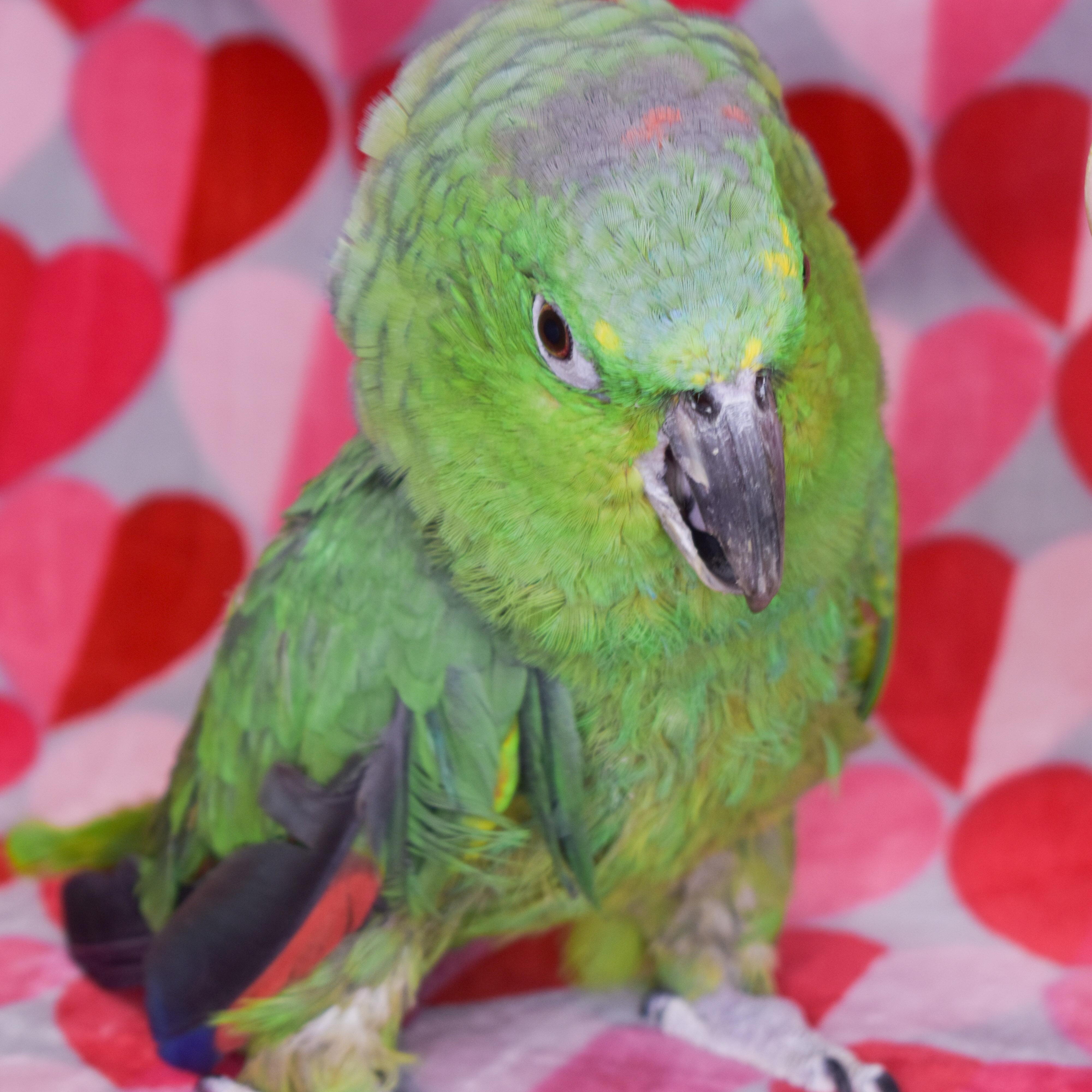 Enlarge Slimer, a Adoptable Amazon in Waukesha, WI image 1/6