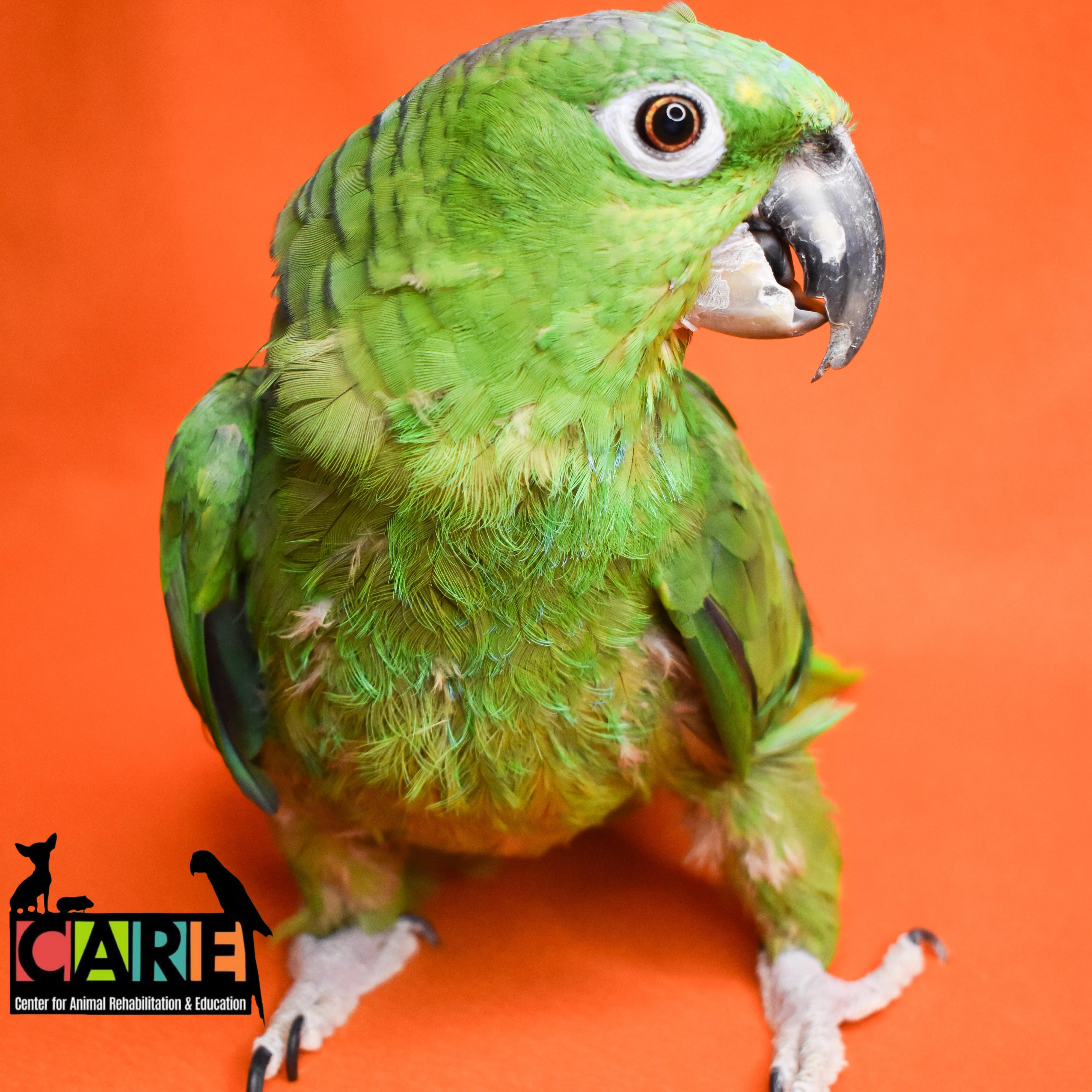 Slimer, Adoptable, Adult Male Amazon.