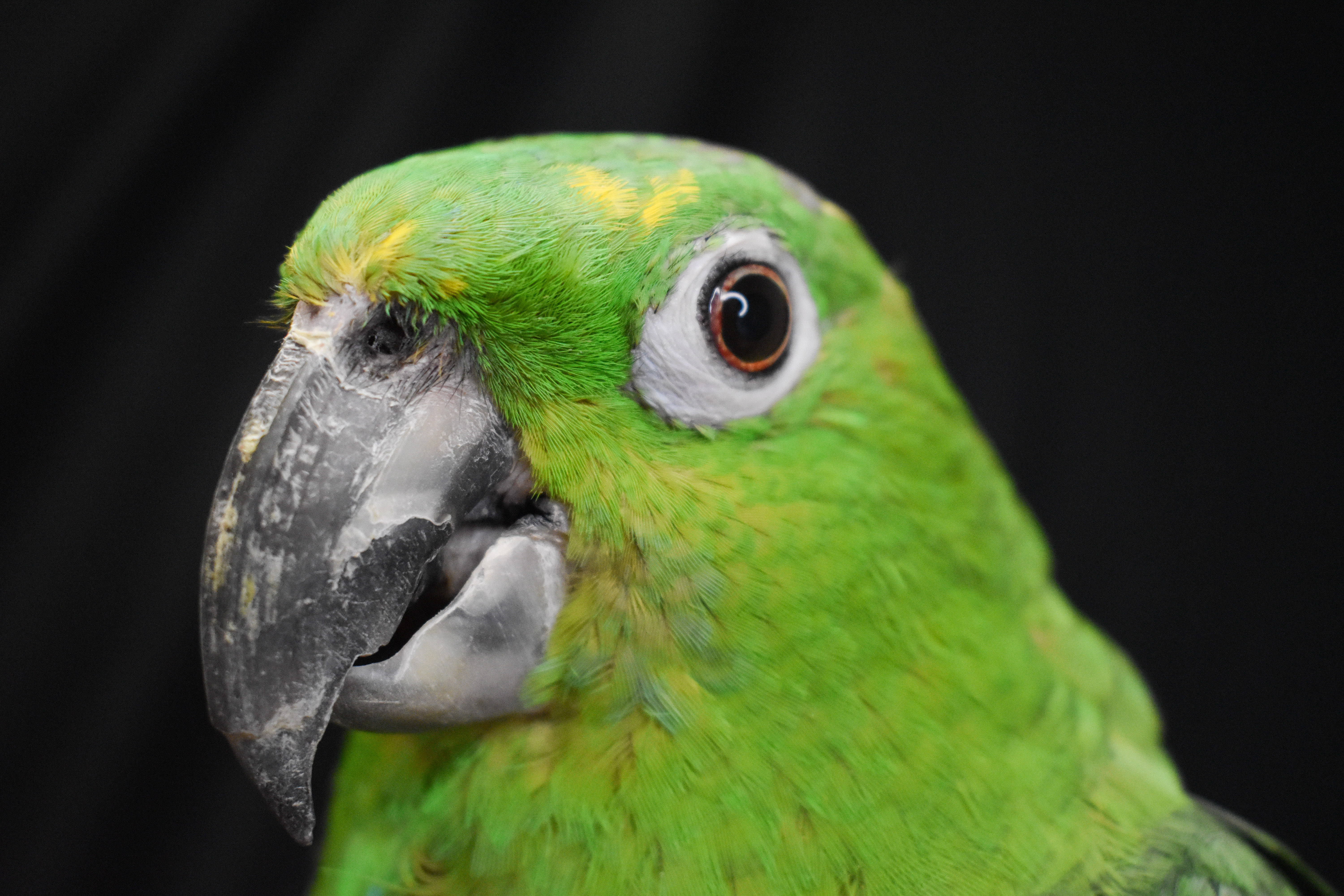 Enlarge Slimer, a Adoptable Amazon in Waukesha, WI image 6/6