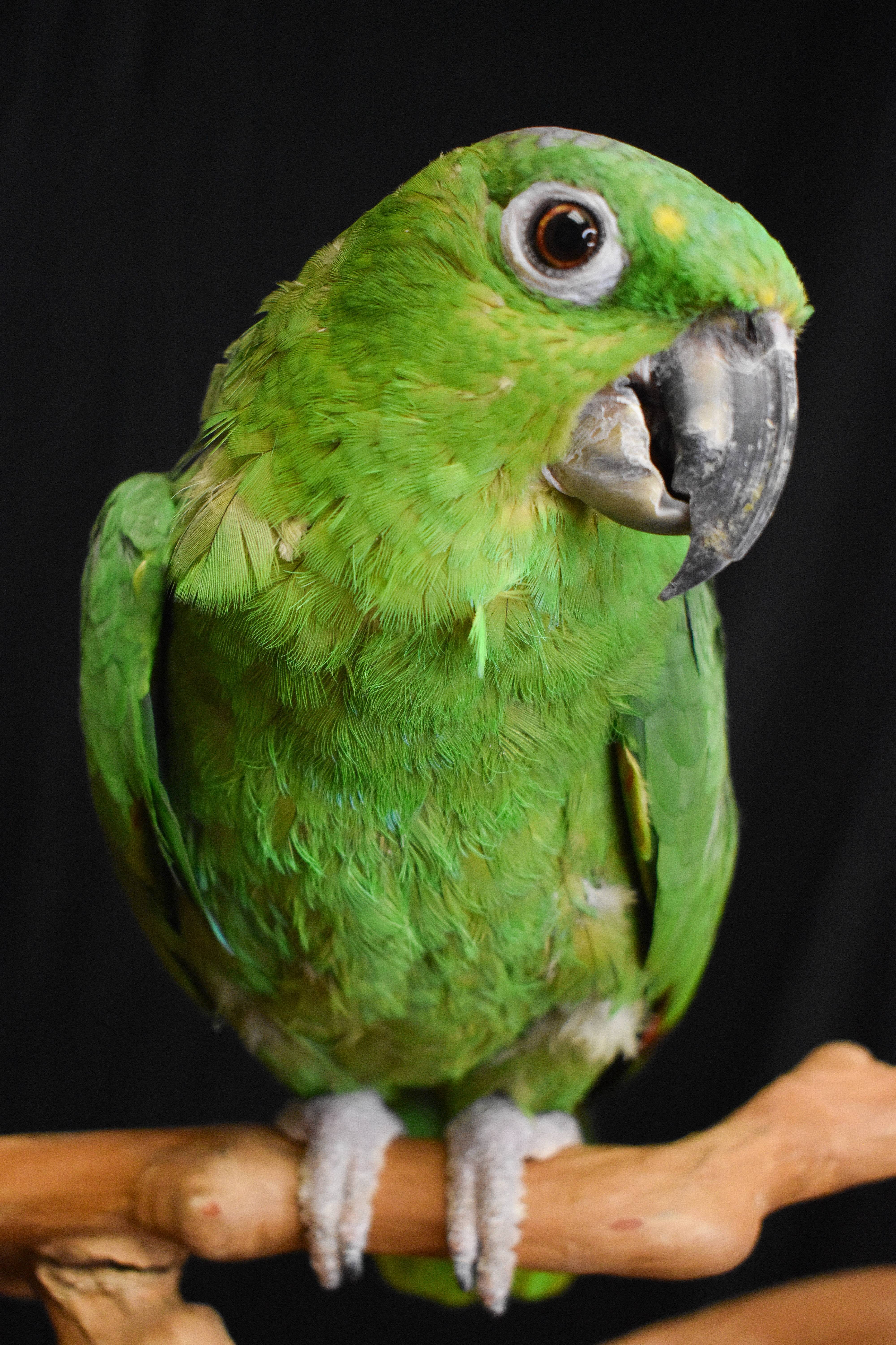 Enlarge Slimer, a Adoptable Amazon in Waukesha, WI image 4/6