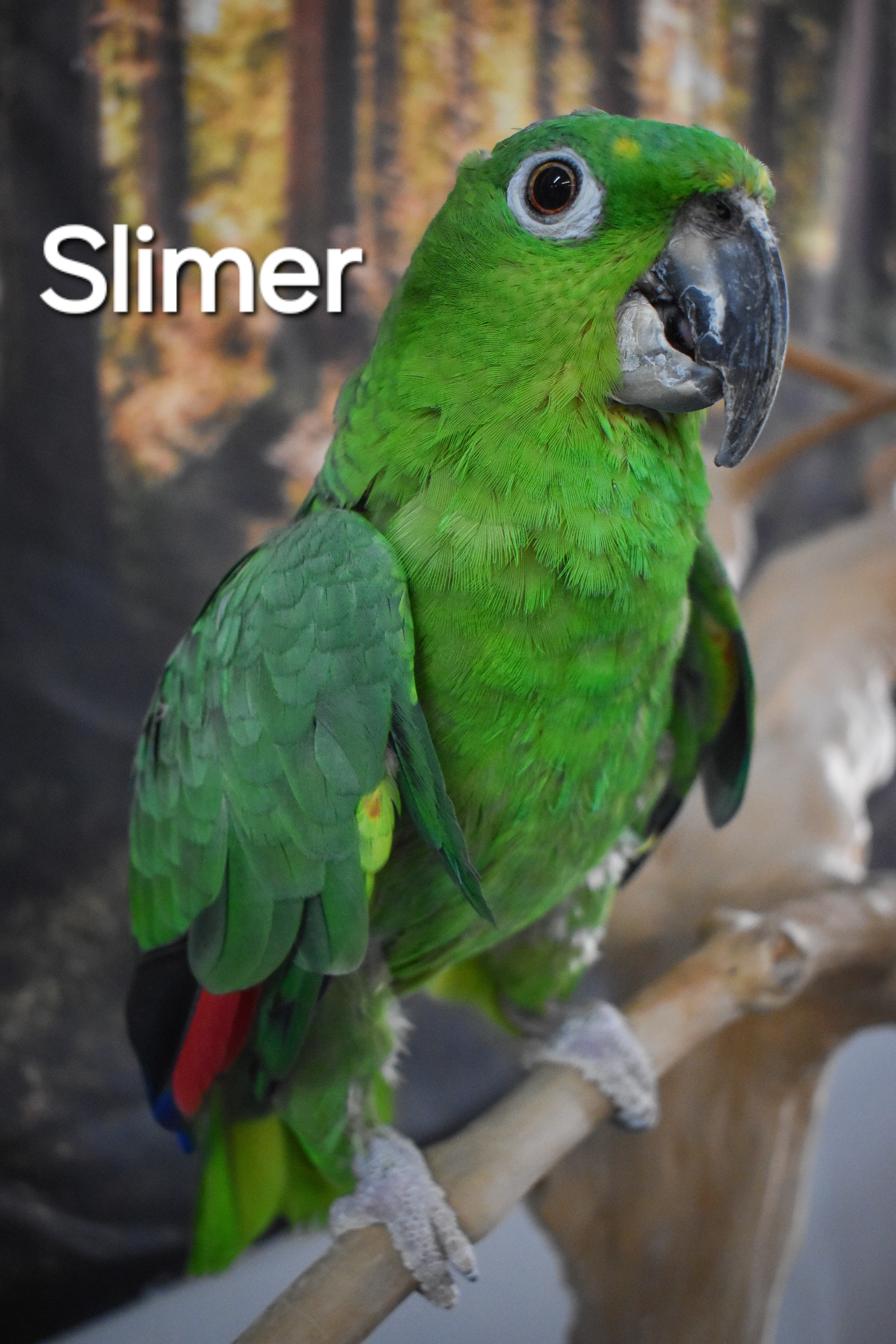 Enlarge Slimer, a Adoptable Amazon in Waukesha, WI image 5/6