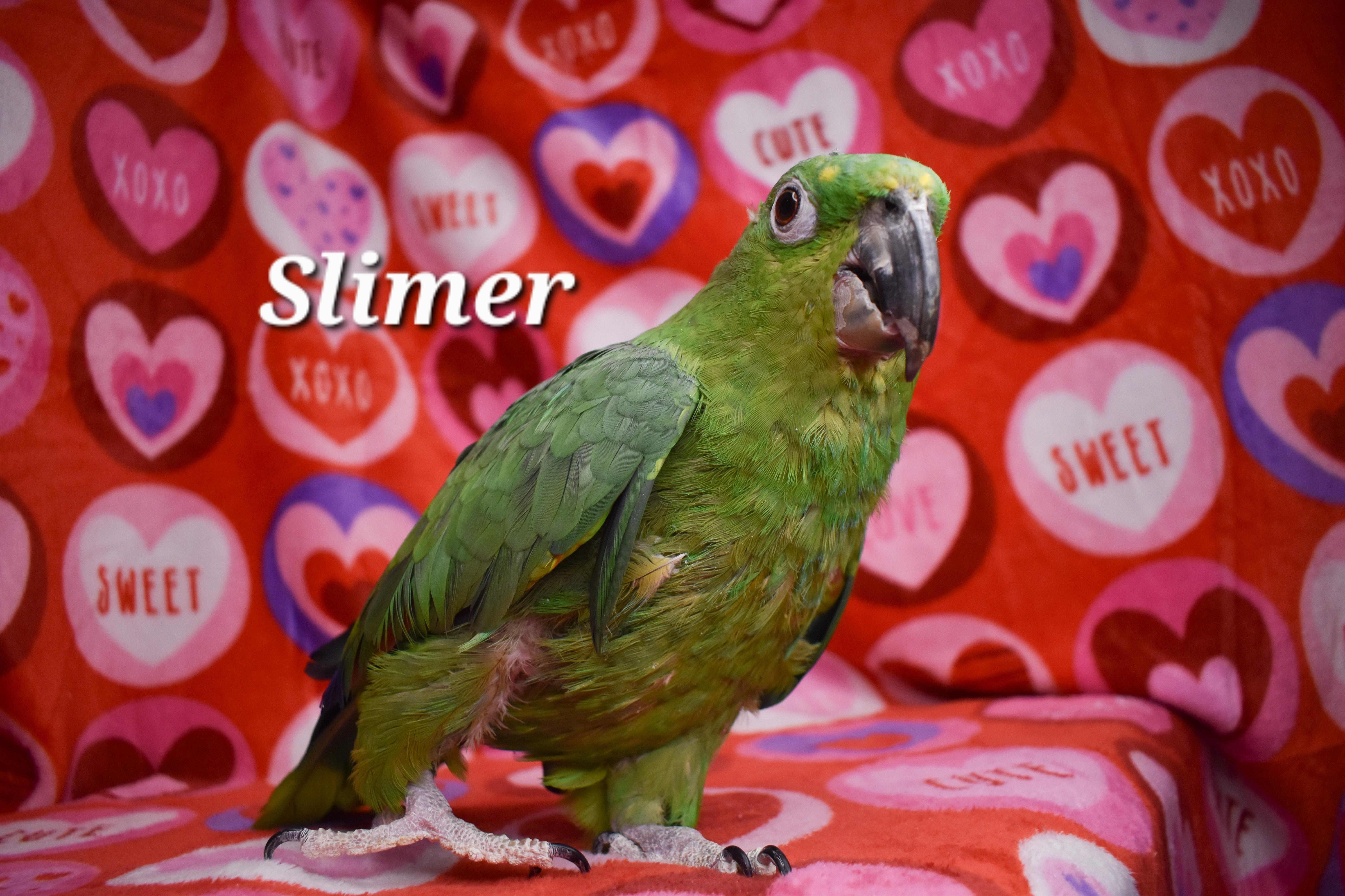 Enlarge Slimer, a Adoptable Amazon in Waukesha, WI image 3/6