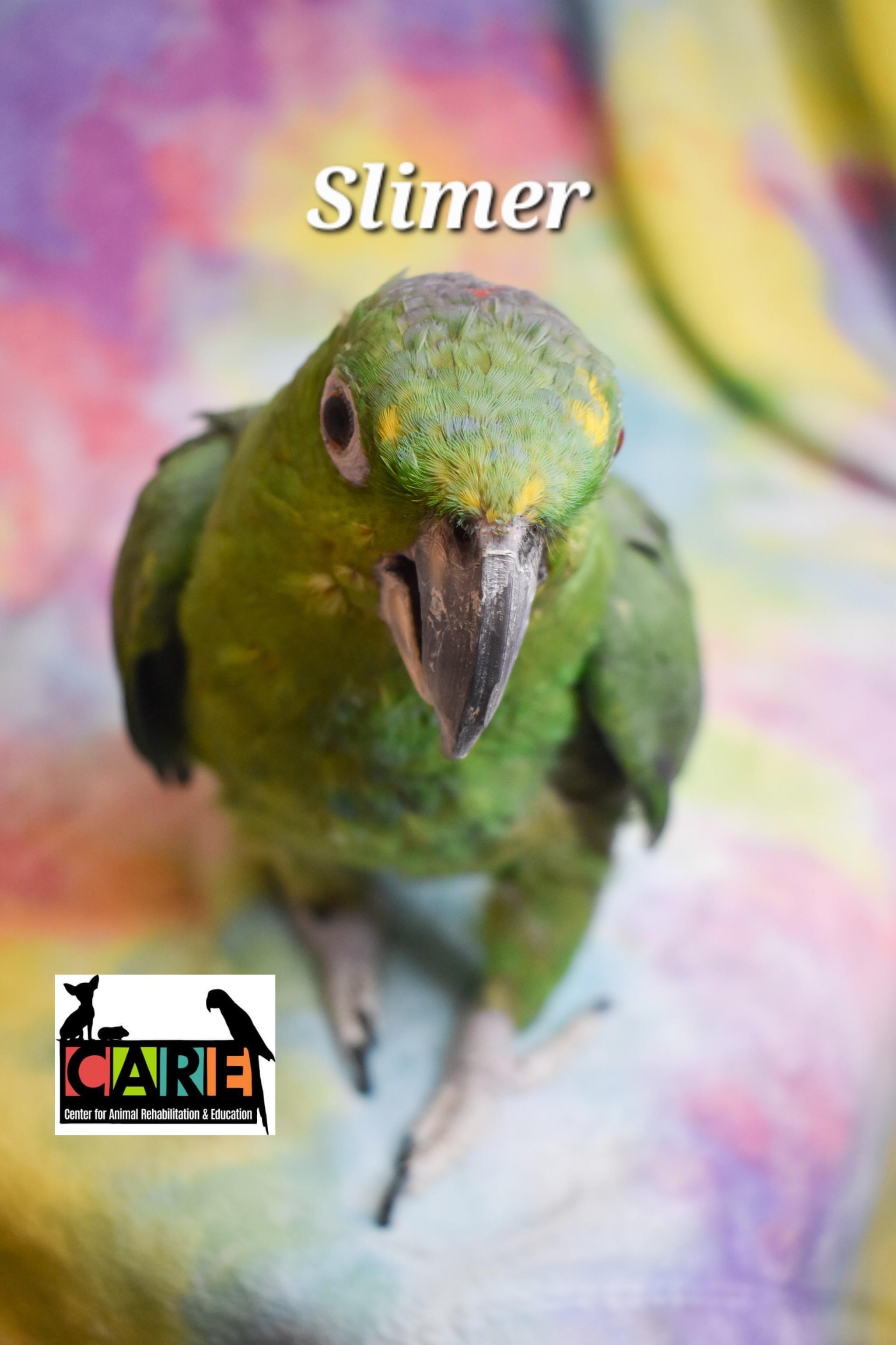 Enlarge Slimer, a Adoptable Amazon in Waukesha, WI image 2/6